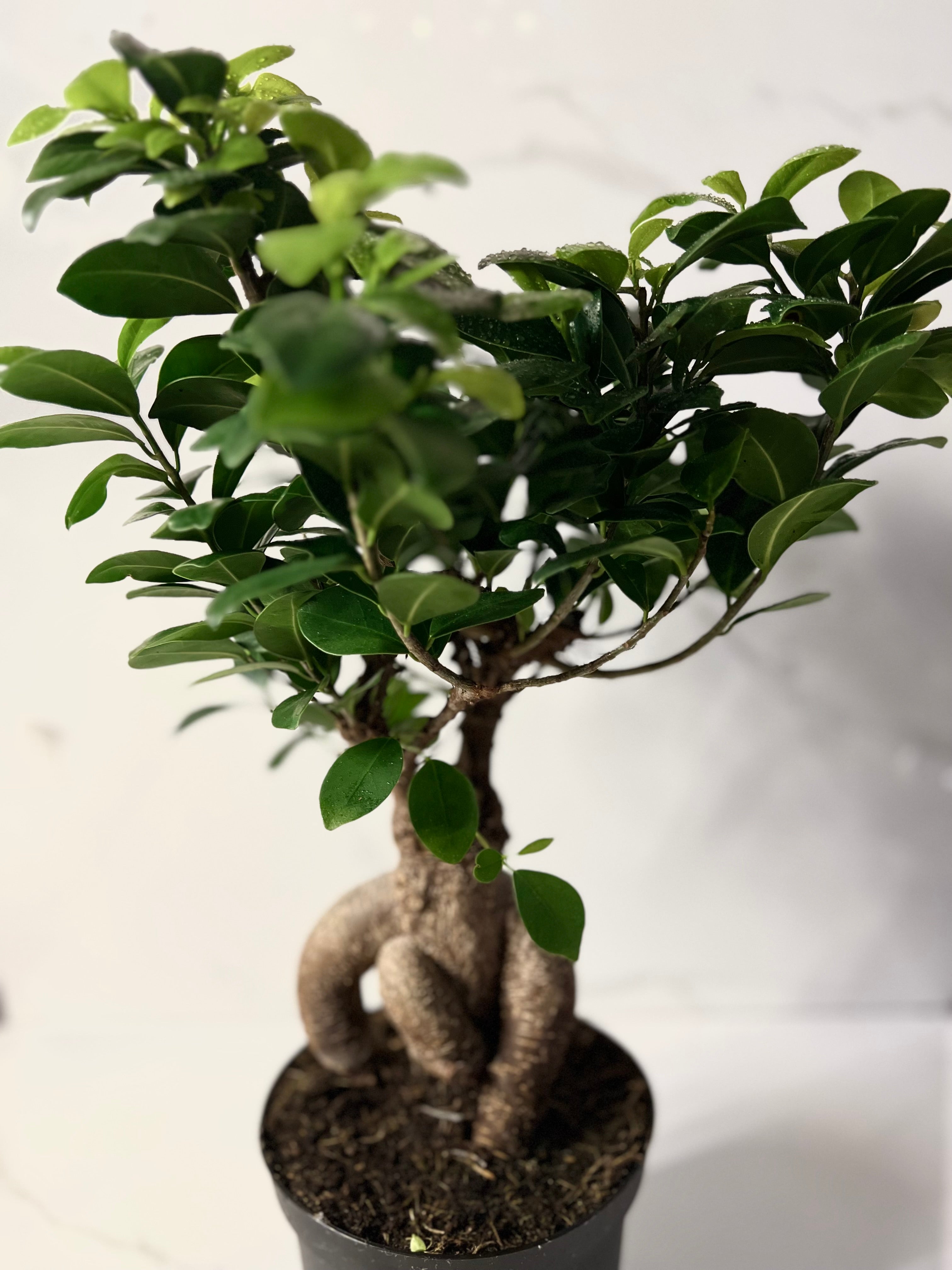 Ficus Ginseng Bonsaï Spécimen [rare] - Plante - Plus de Fleurs