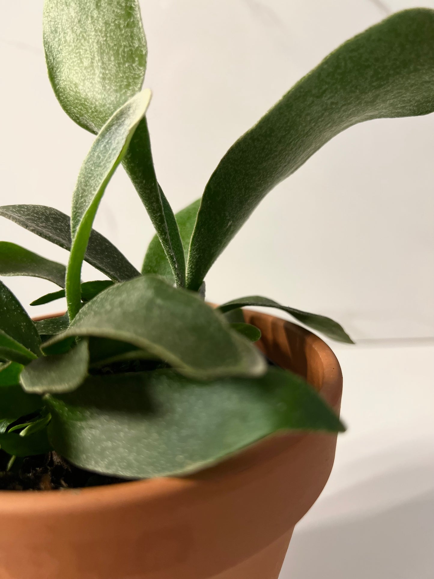 Staghorn Fern