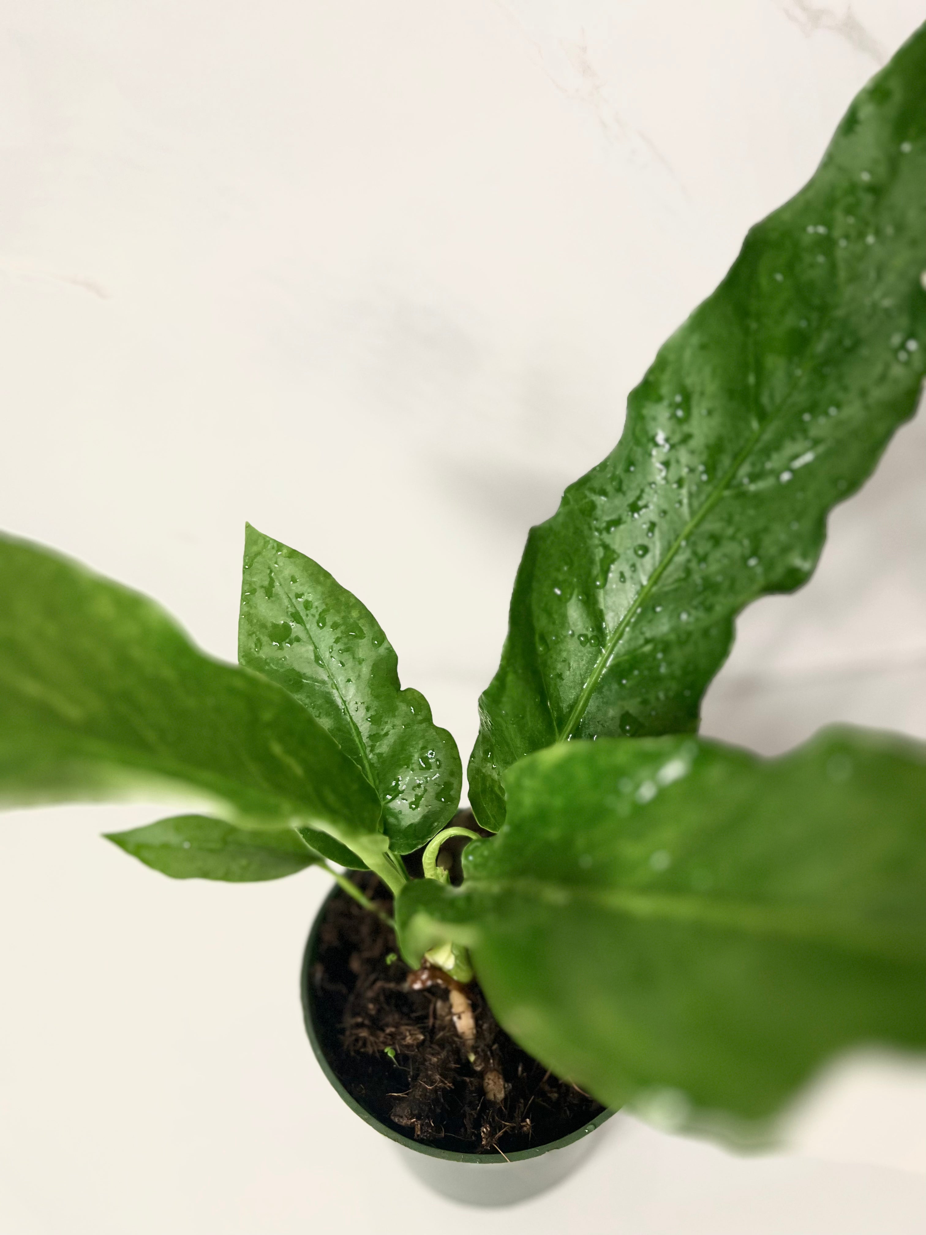 anthurium ellipticum variegated Anthurium Hookeri Variegated – jungleroseinc