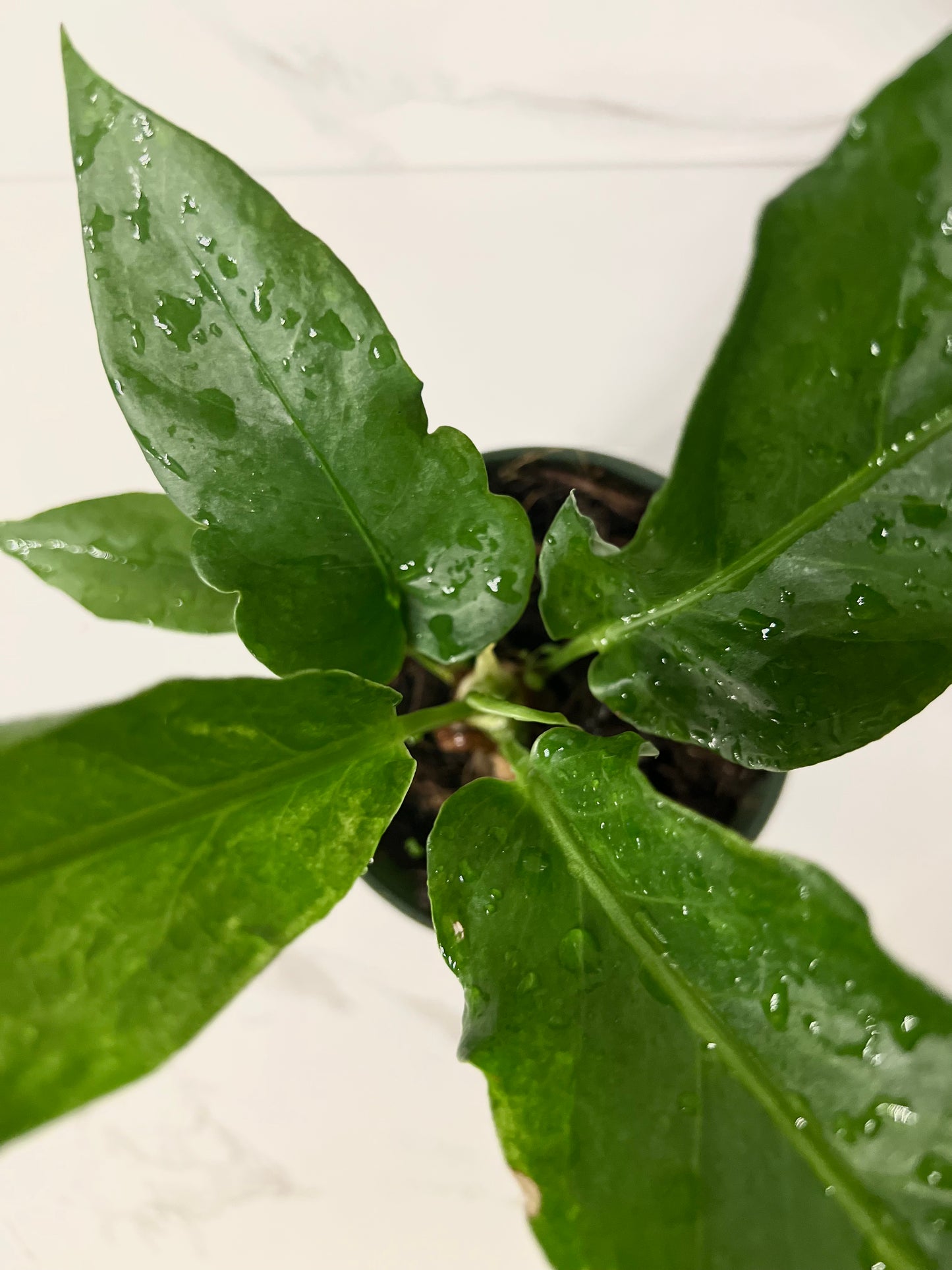Anthurium Hookeri Variegated