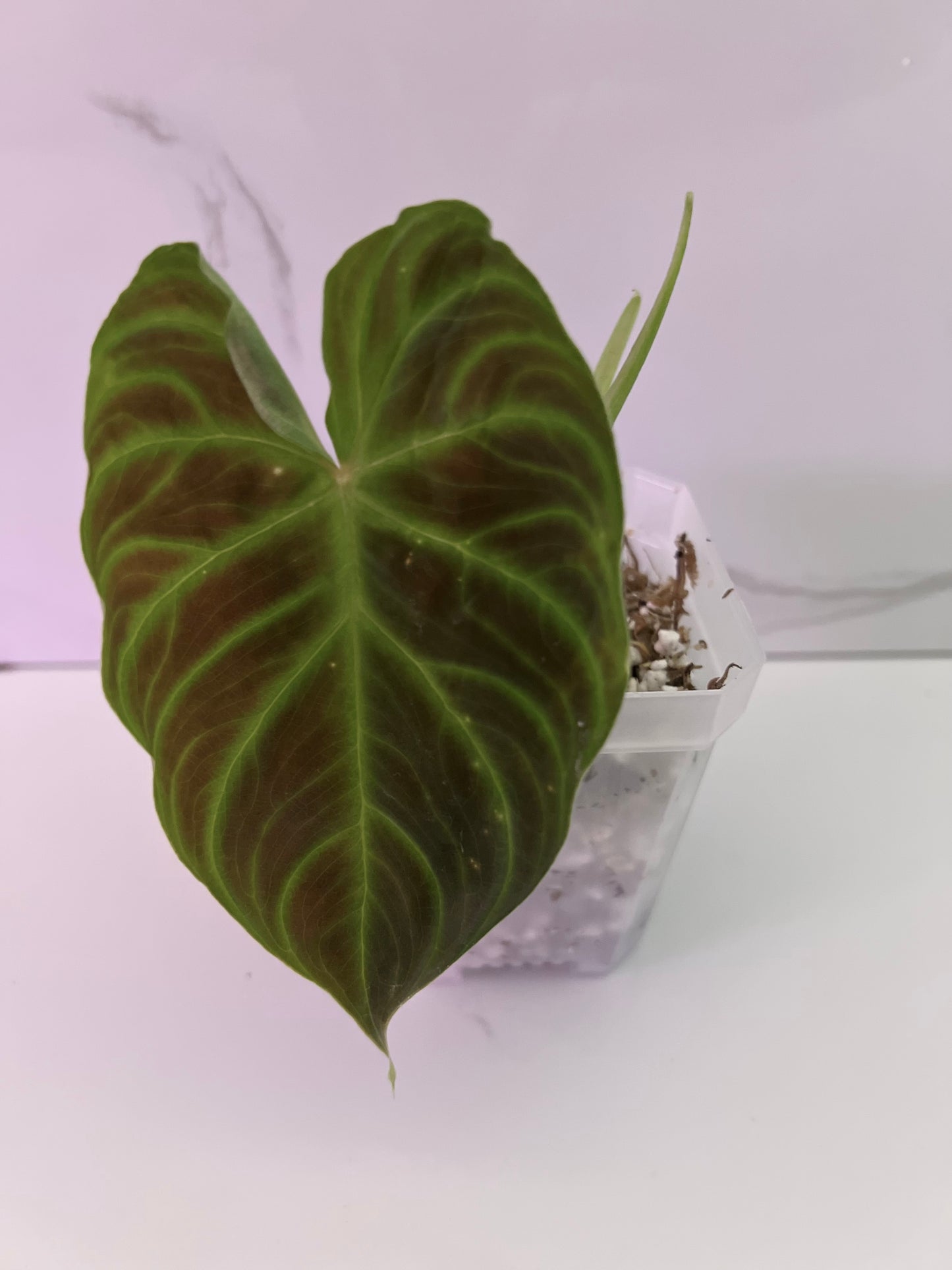 Philodendron Verrucosum