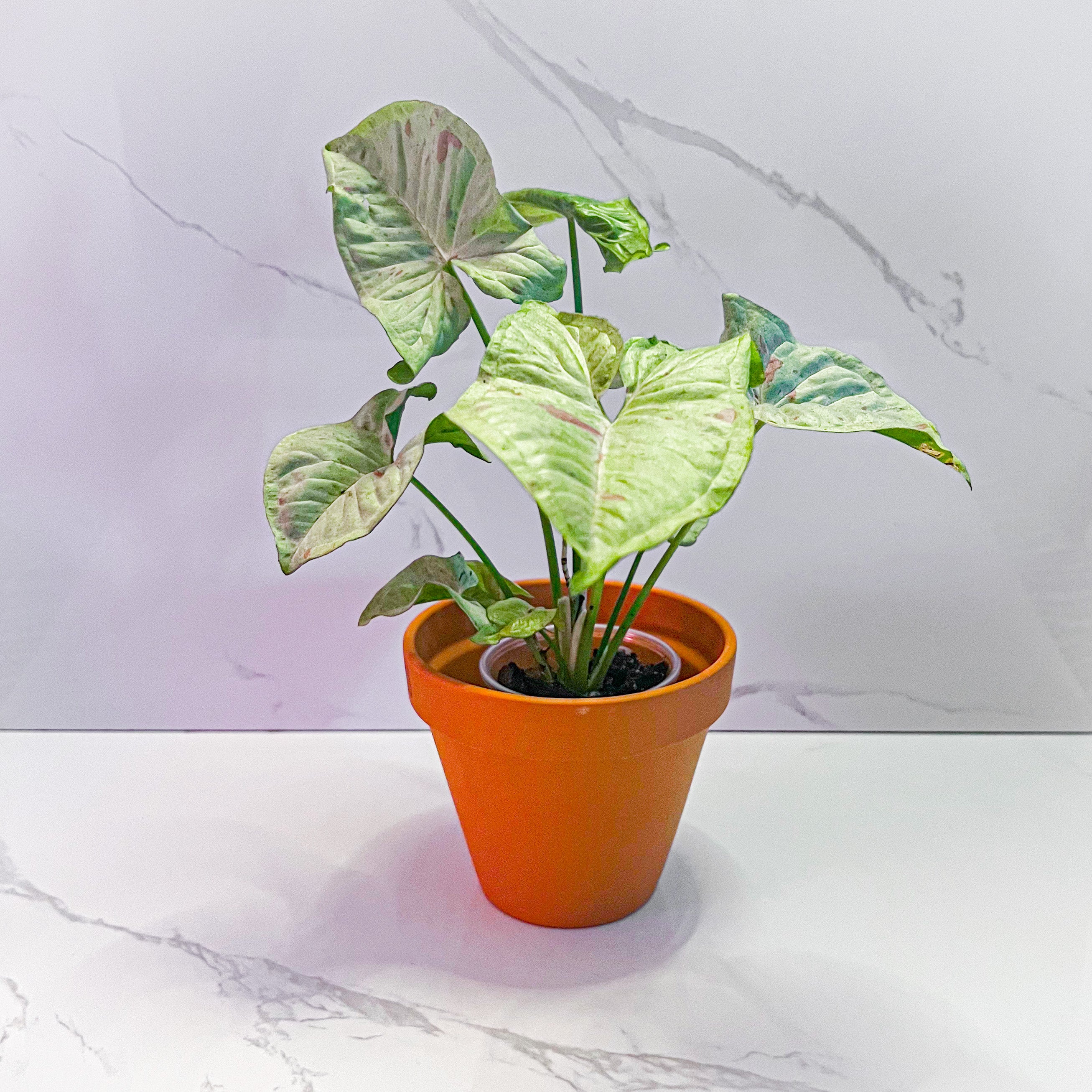 Syngonium Milk Confetti jungleroseinc