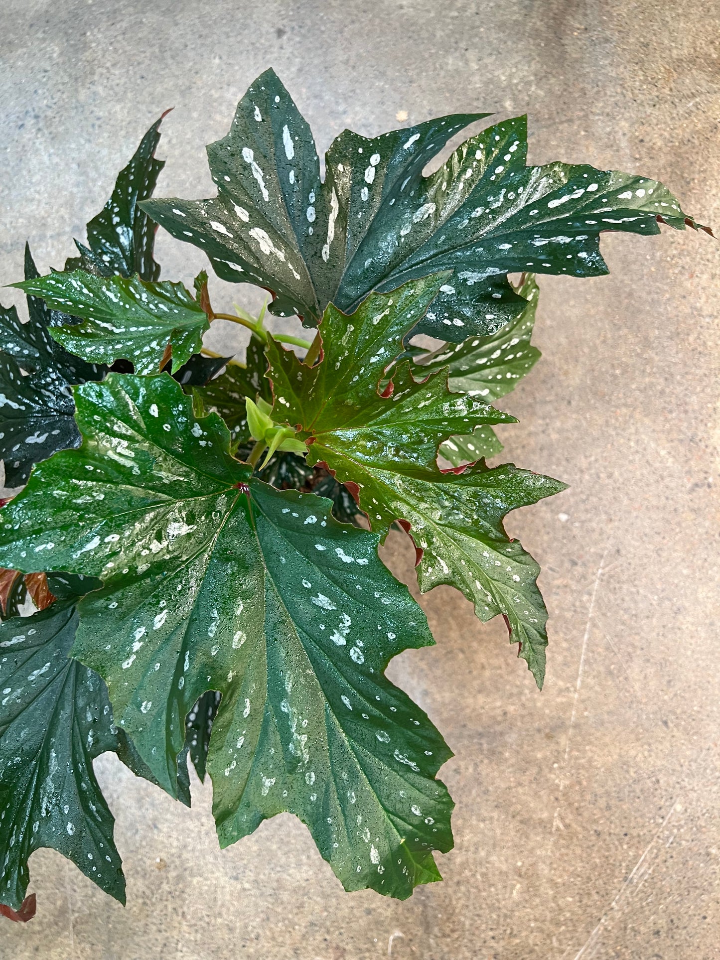 Begonia Lana