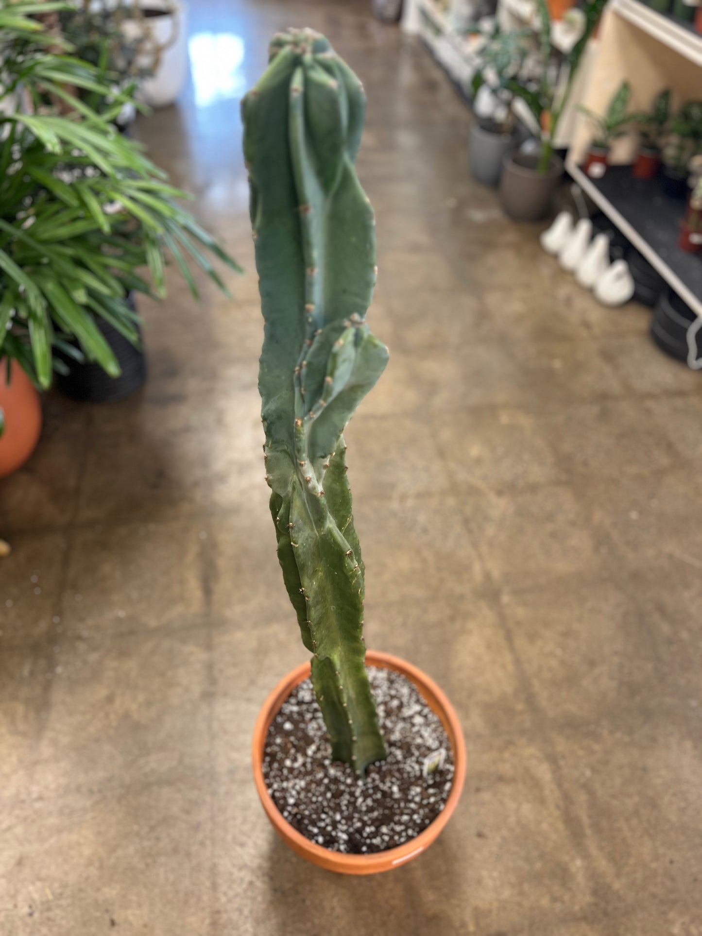 Cereus Monstruosus