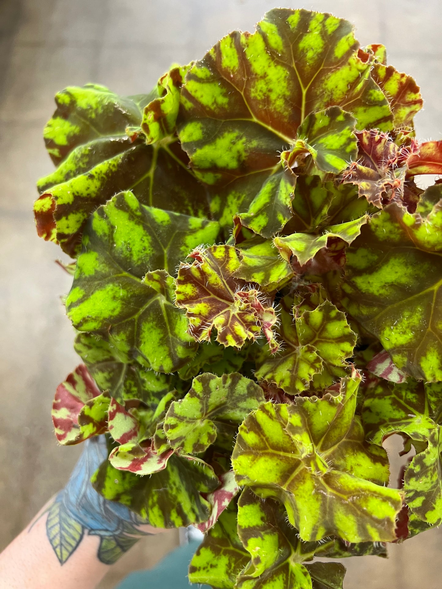 Begonia Foliage Rex