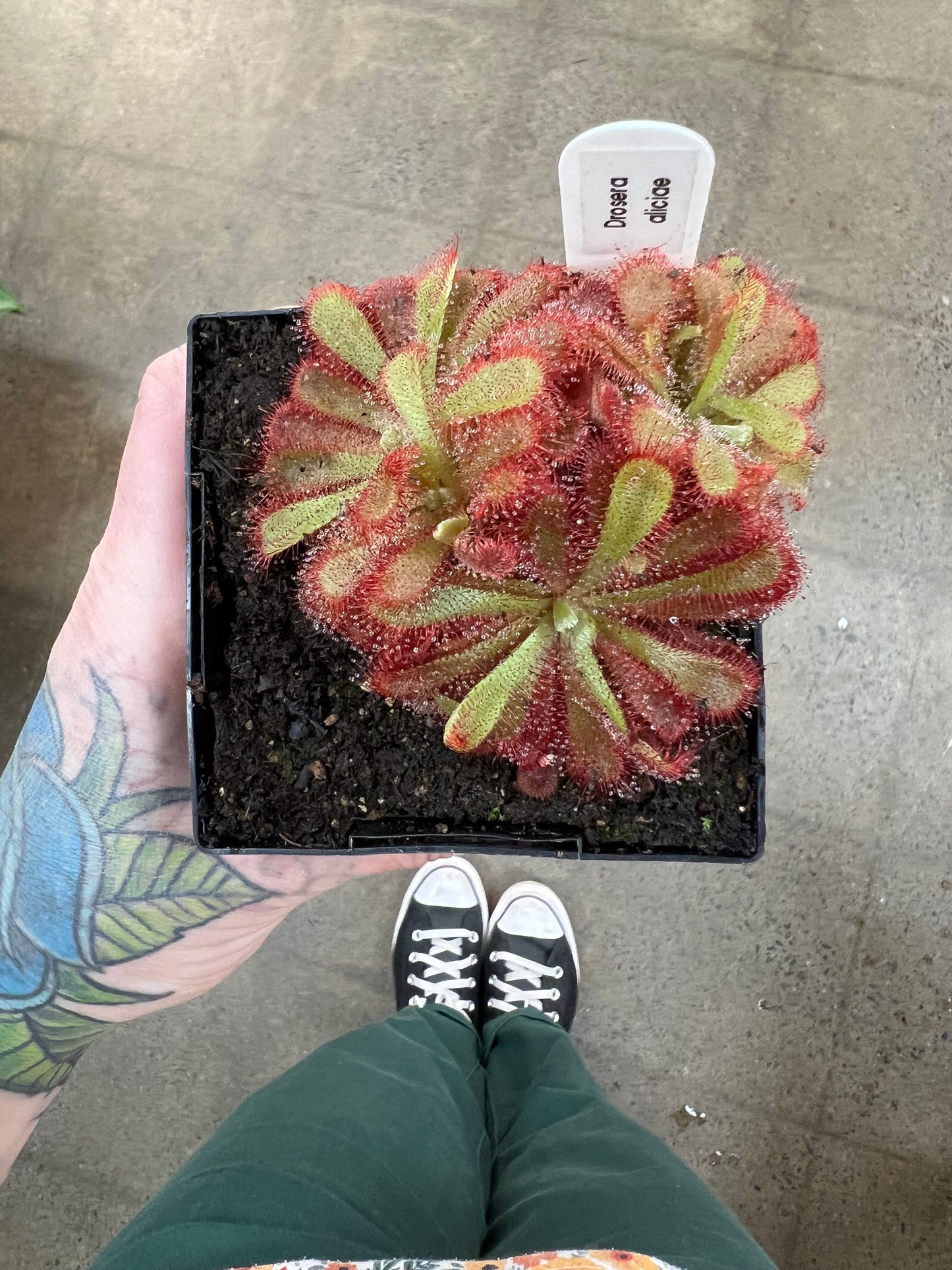 Drosera Aliciae