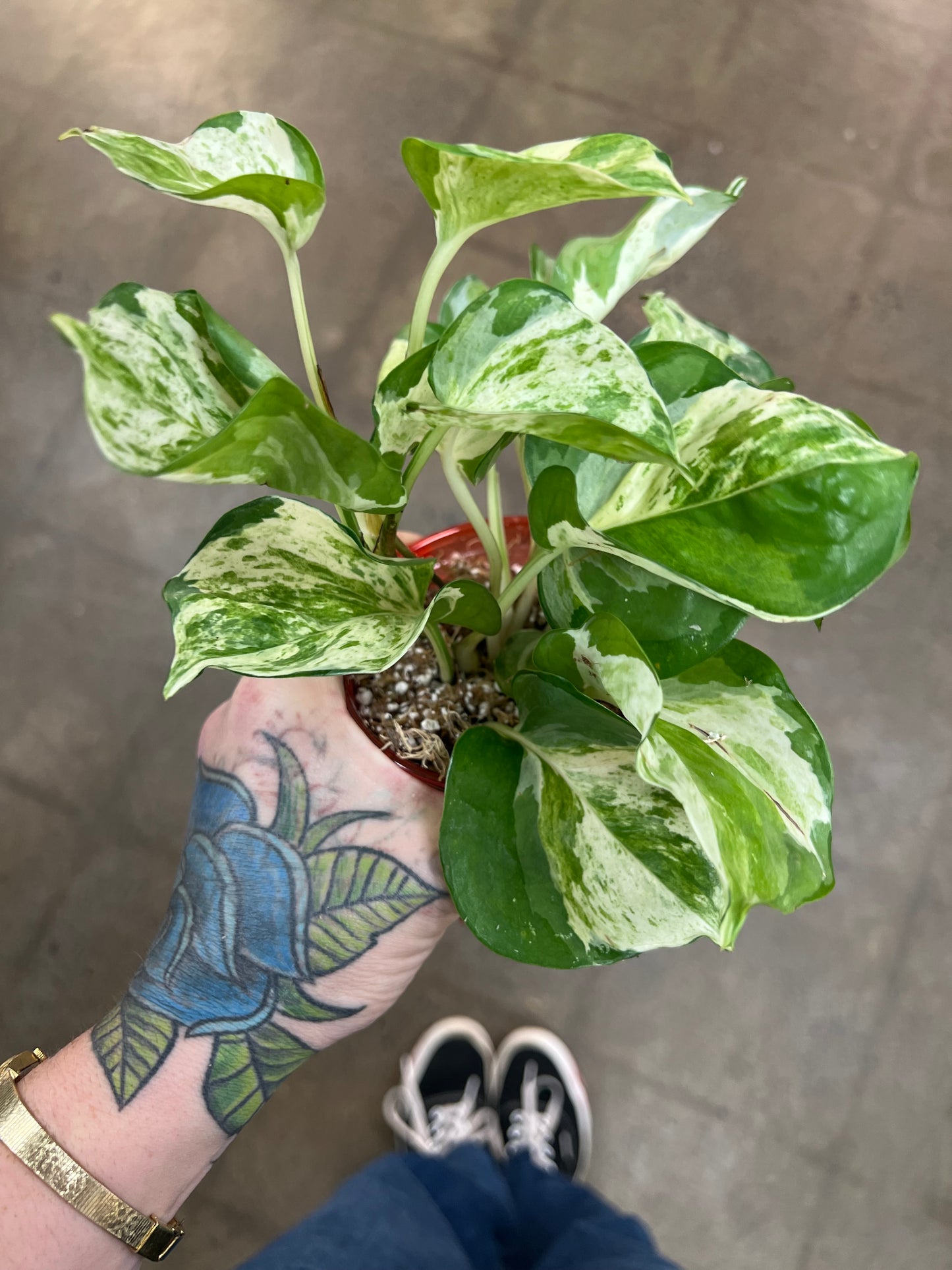 Pothos Manjula