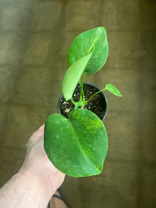Monstera Yellow Marilyn #1