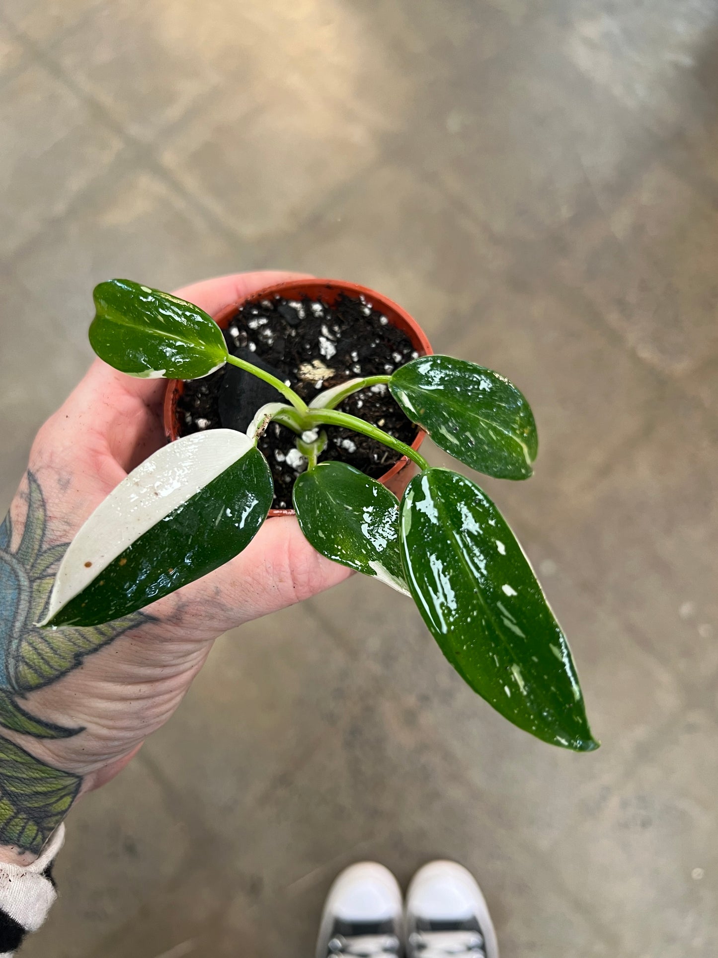 Philodendron White Wizard