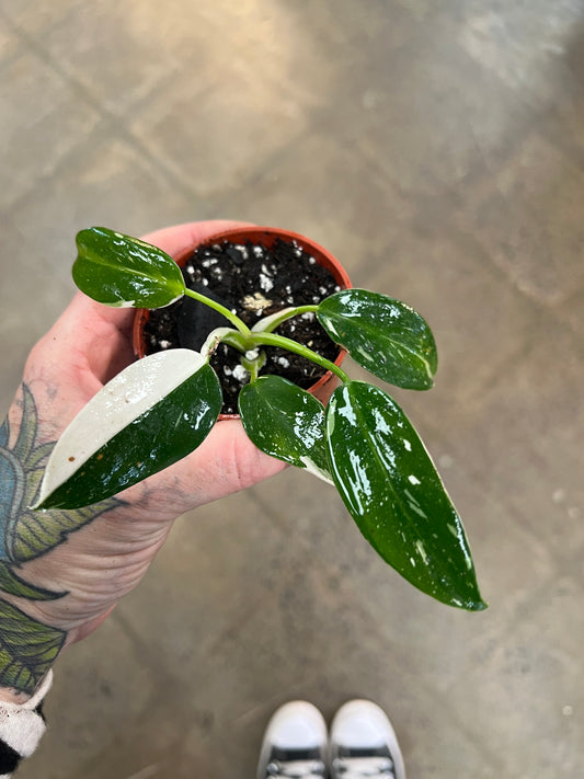 Philodendron White Wizard