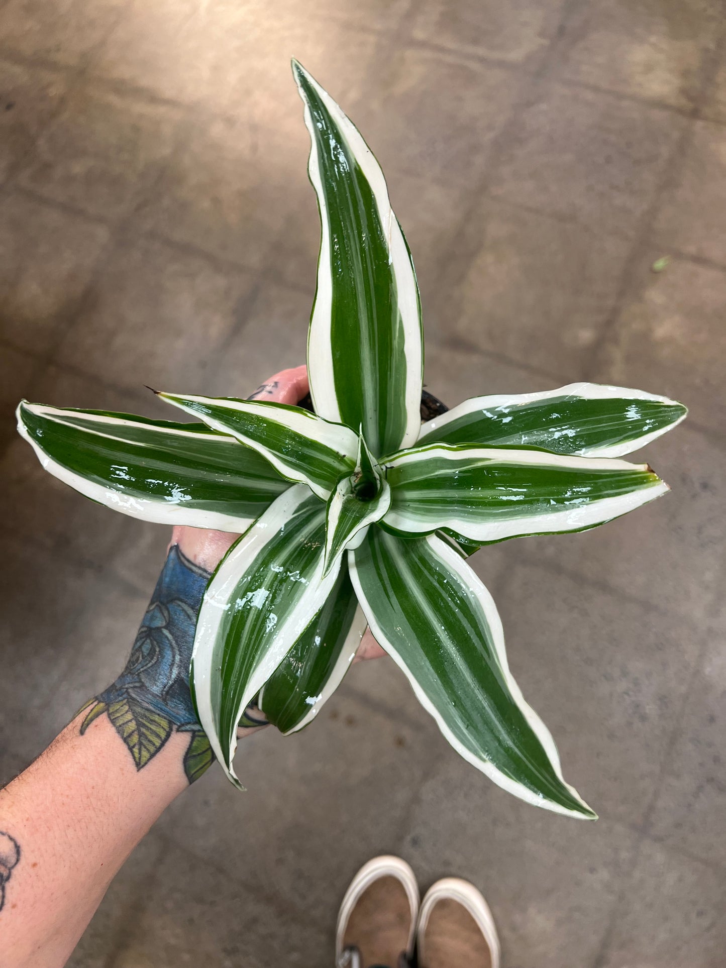 Dracaena White Stripe