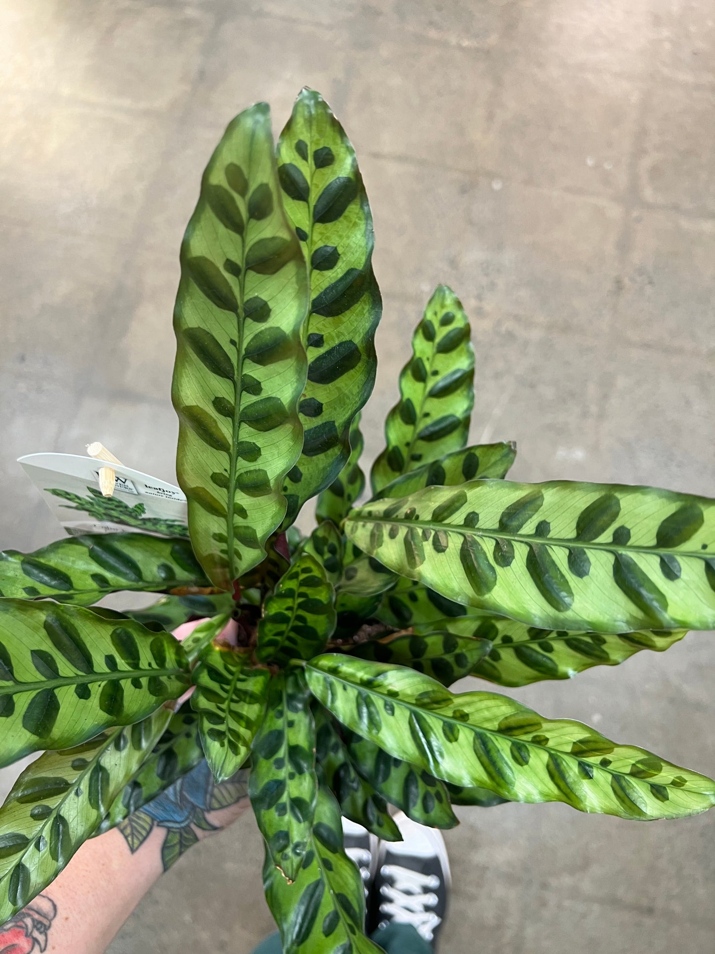 Calathea Lancifolia