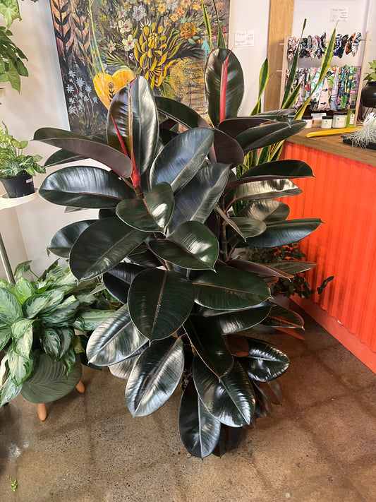 Ficus Burgundy