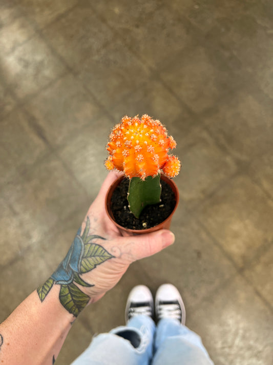 Cactus Greffé