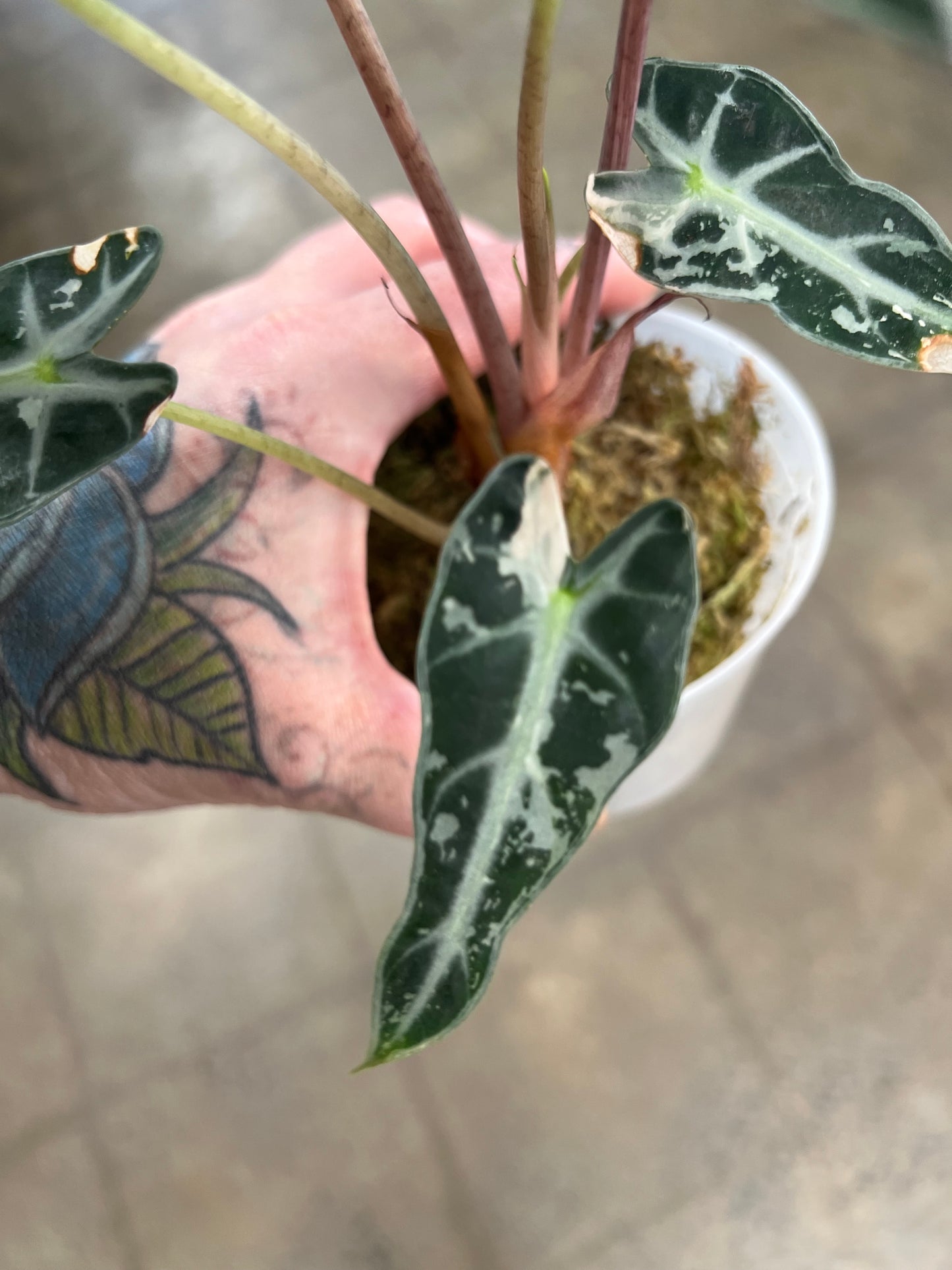 Alocasia Bambino Pink Panaché