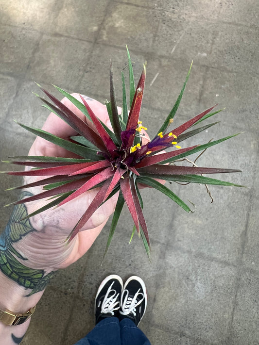 Tillandsia Ionantha Fuego