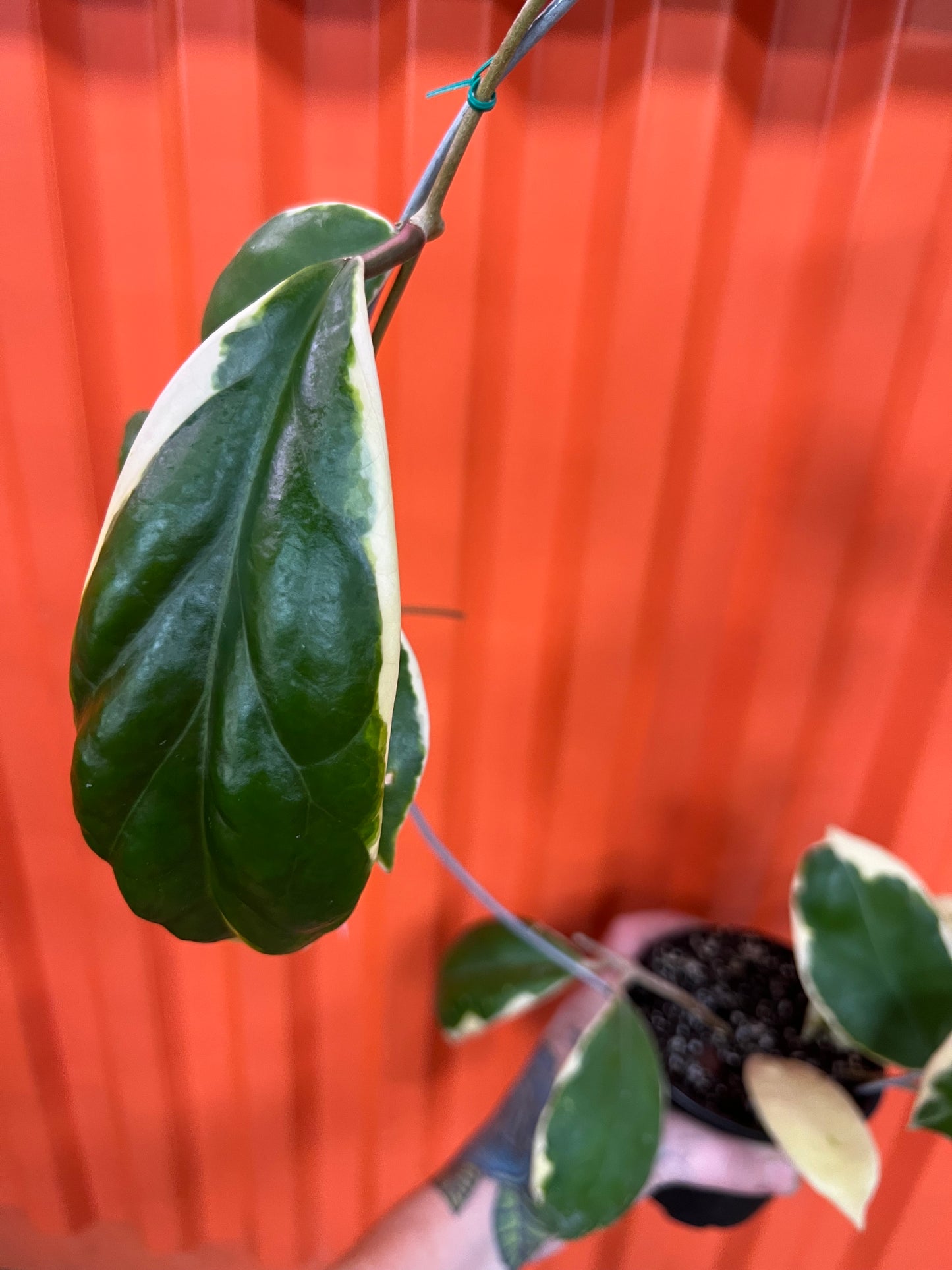 Hoya Ingrassata Albomarginata