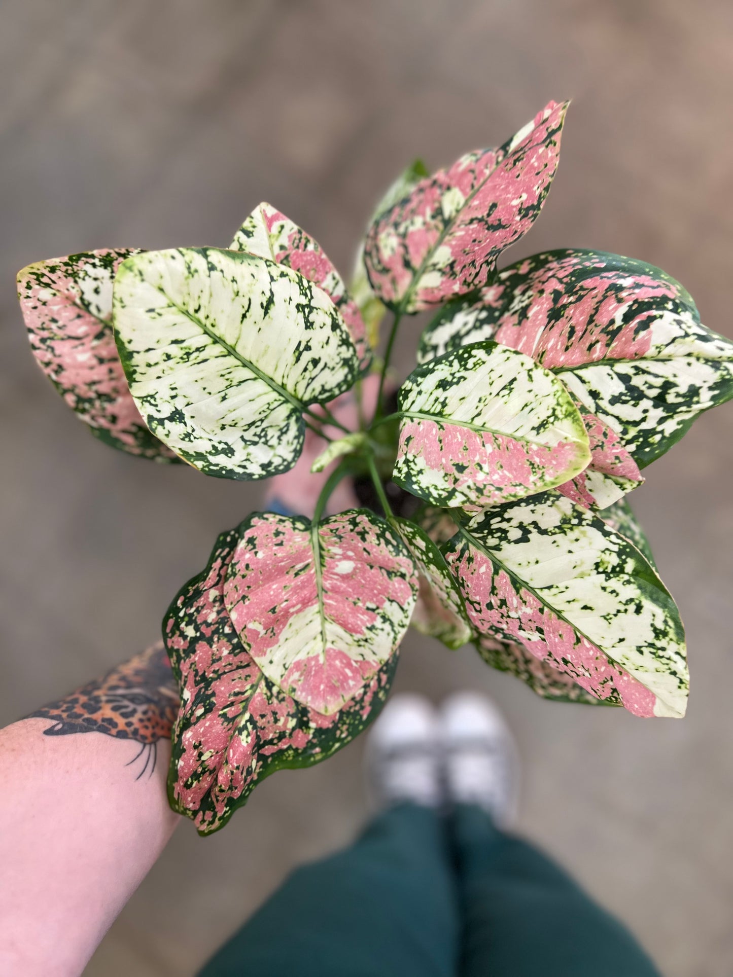 Aglaonema Anyamanee Tri-Color