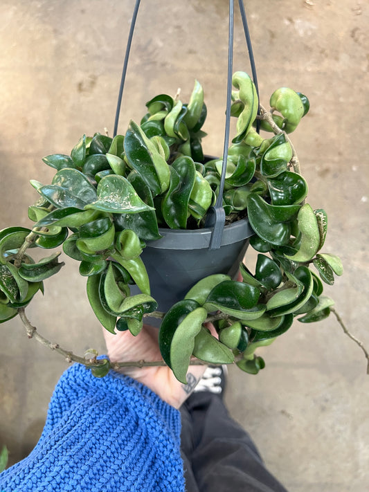 Hoya Compacta