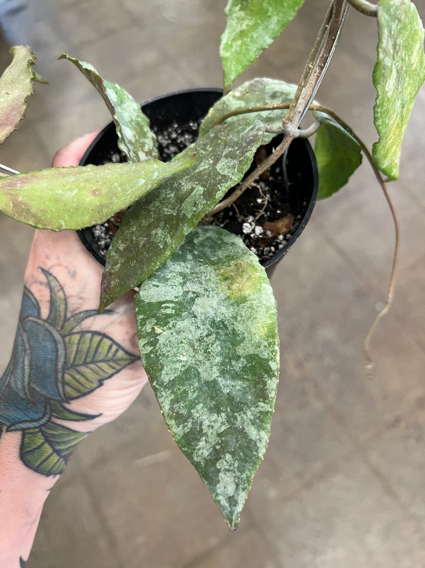 Hoya Caudata Silver Leaves