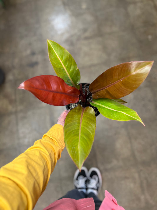 Philodendron Prince of Orange