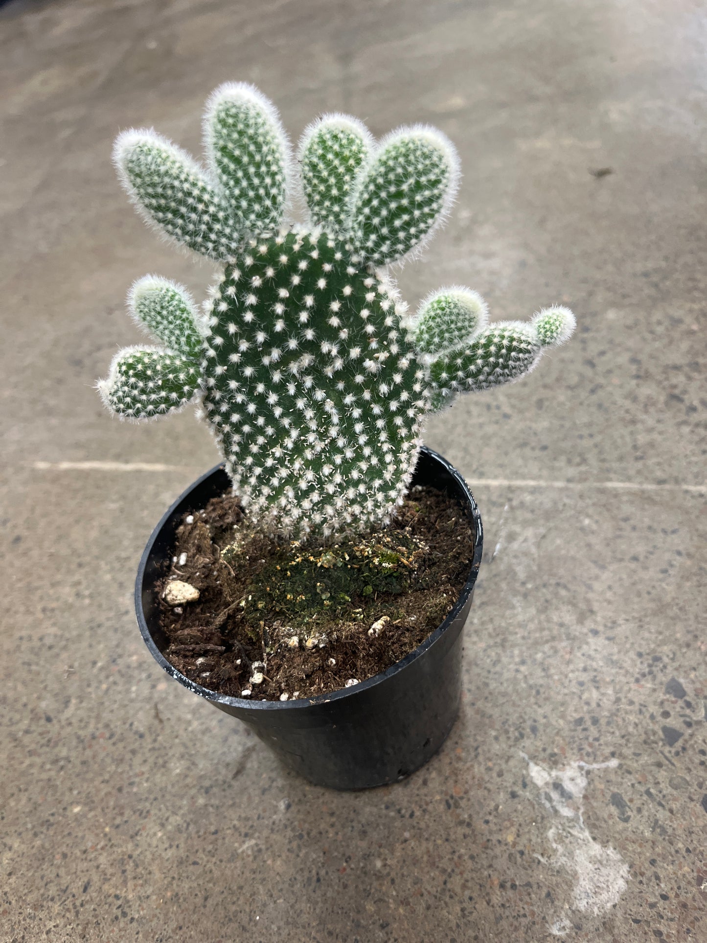 Opuntia Microdasys Albata
