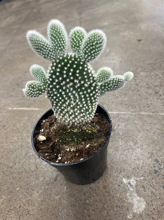 Opuntia Microdasys Albata