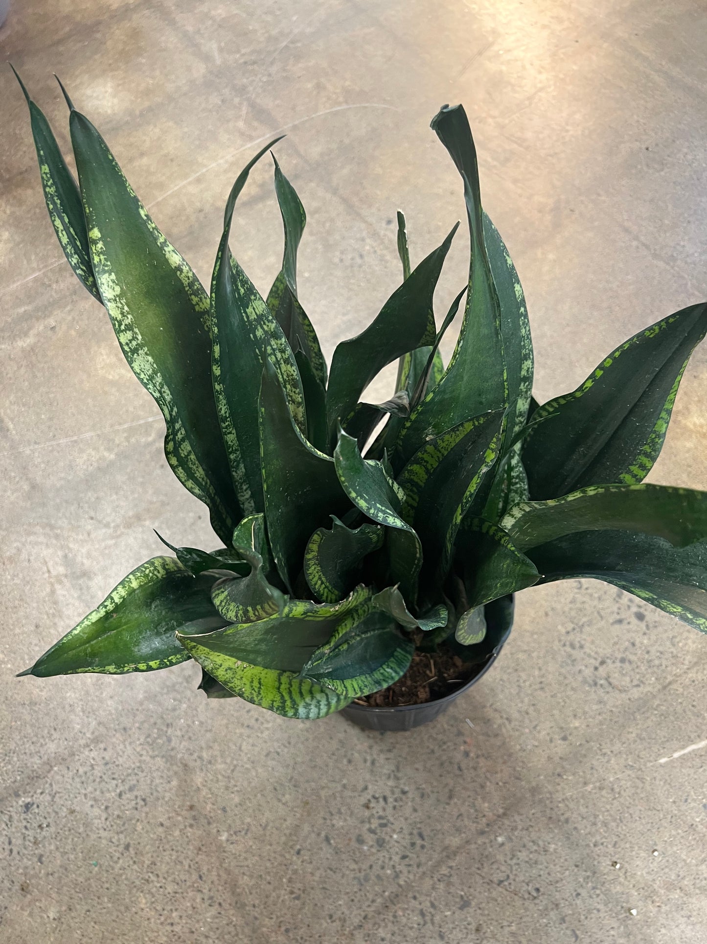 Sansevieria Whitney