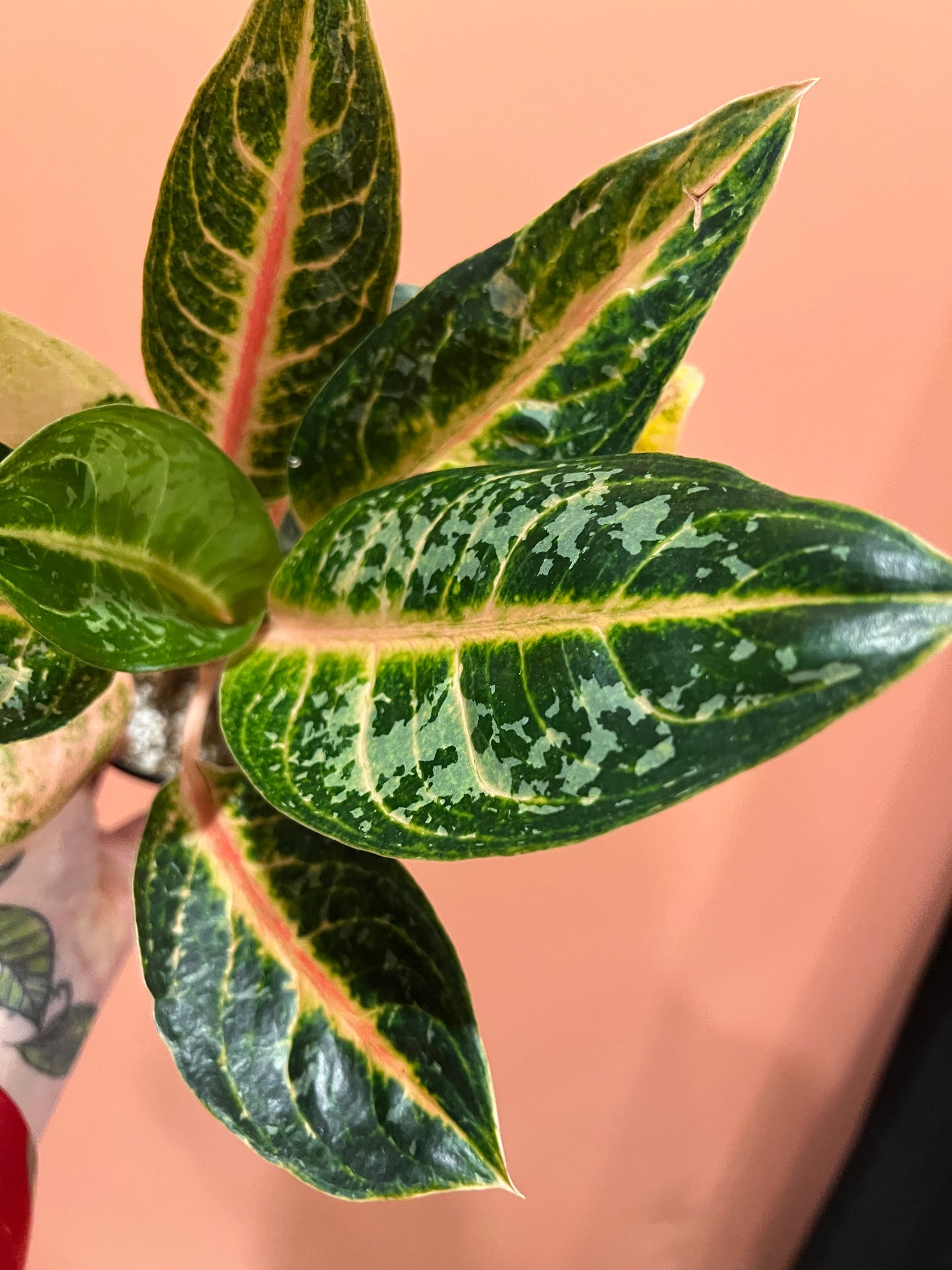 Aglaonema Gajah Mada