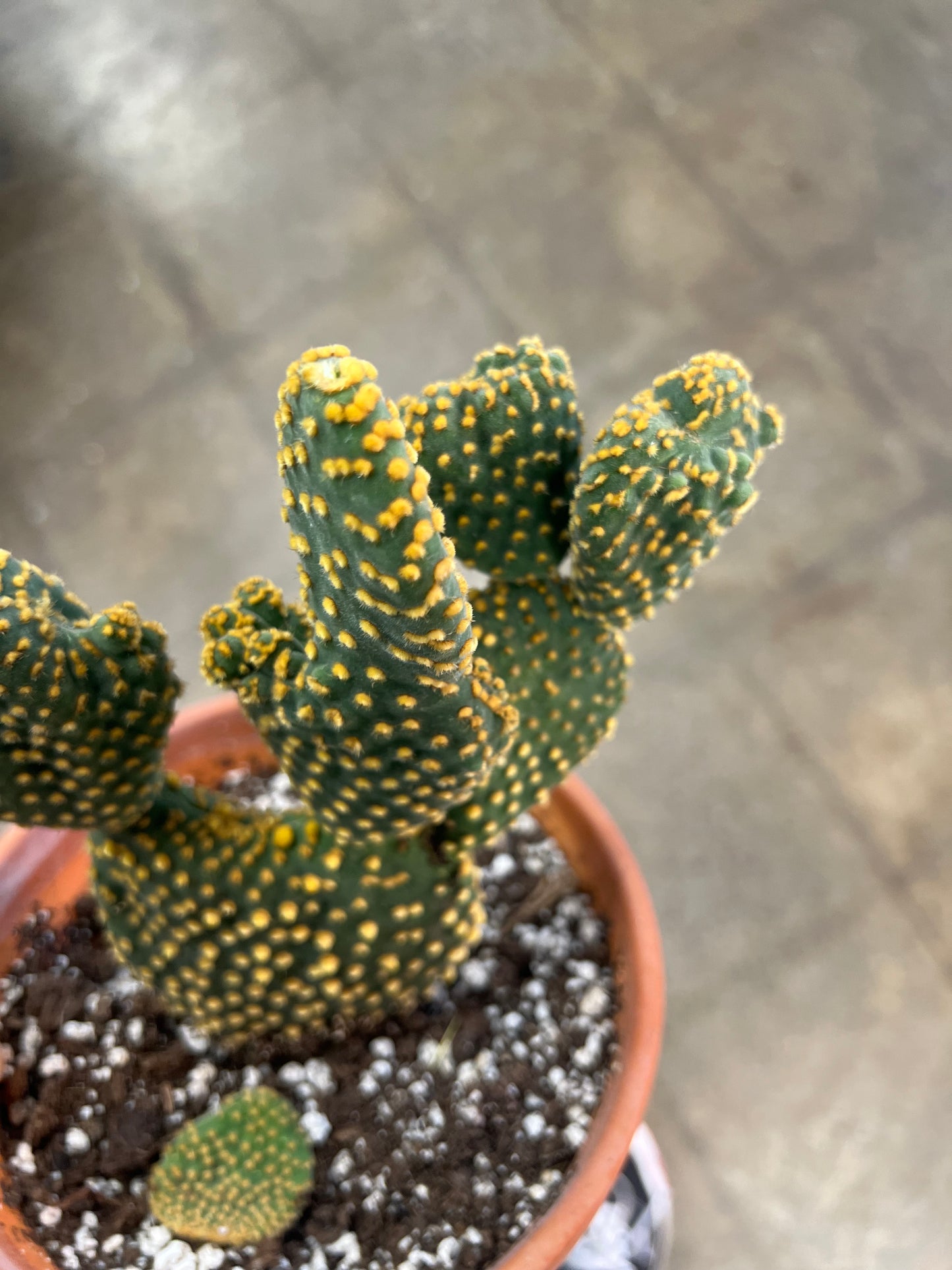 Cactus grès