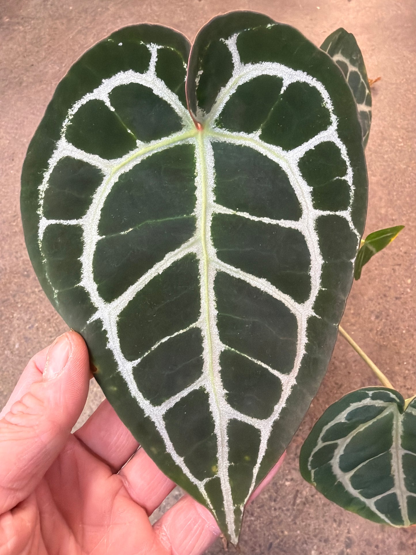 Anthurium tezula red crystal X crystal super silver