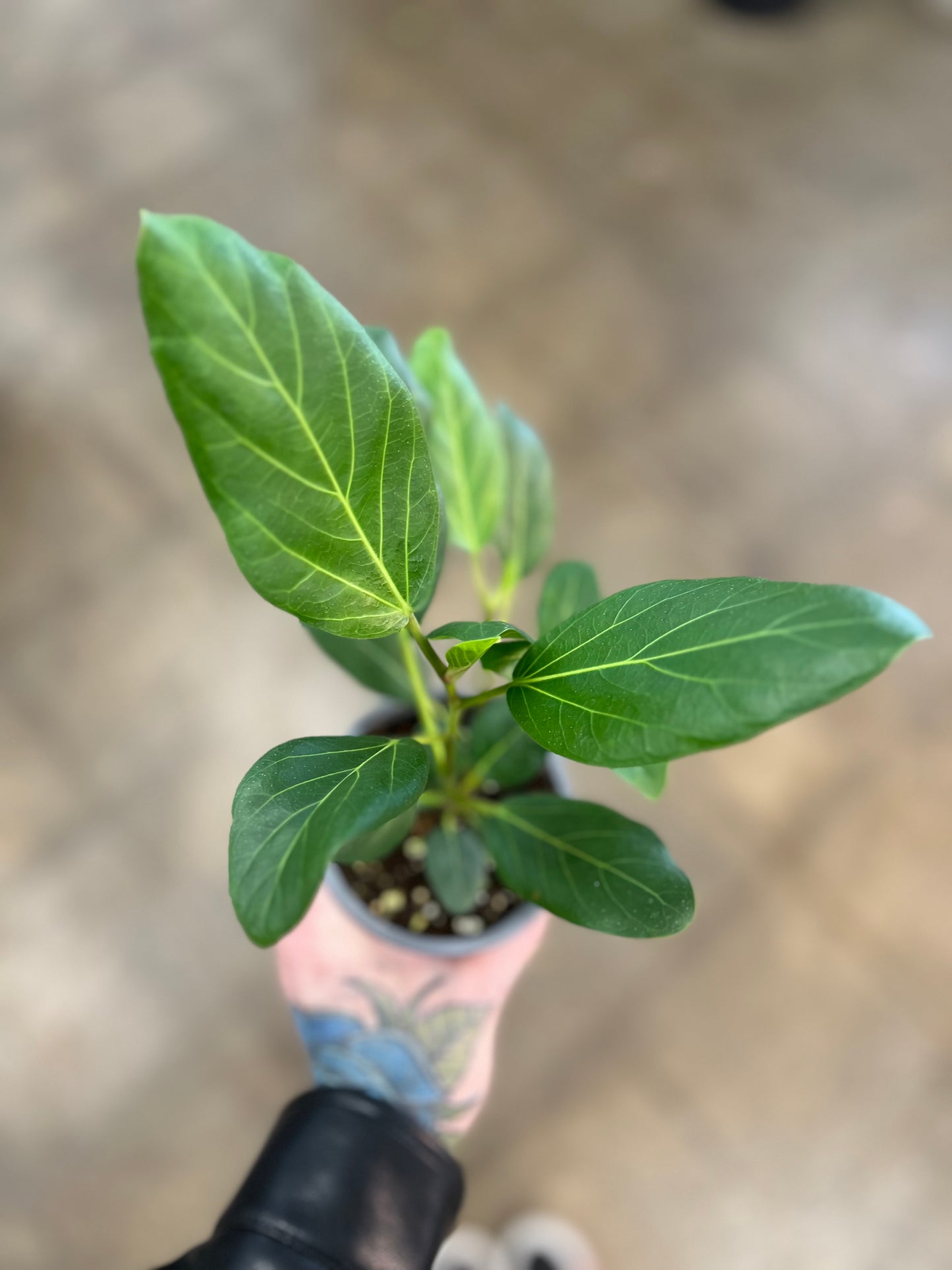 Ficus Audrey