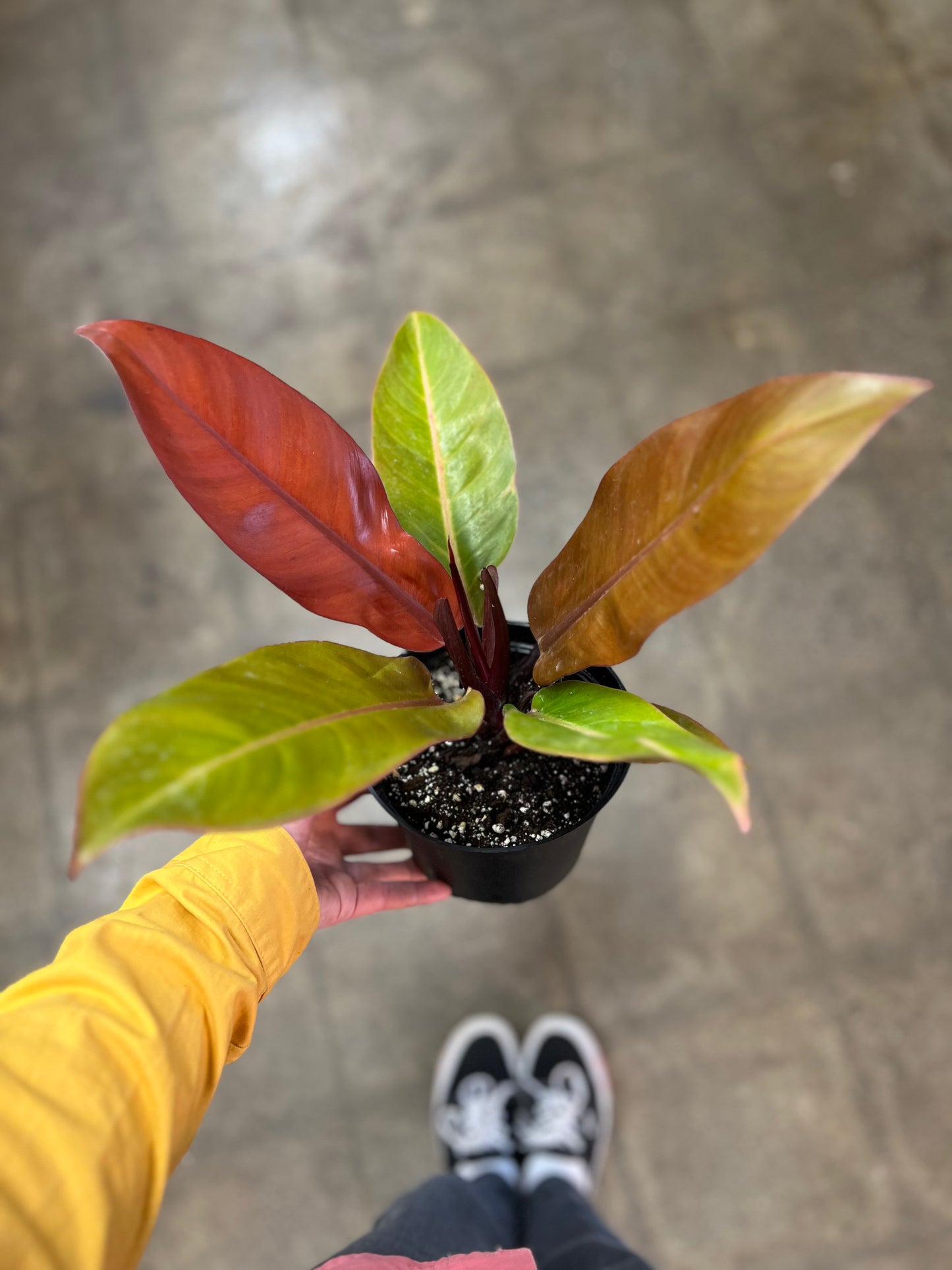 Philodendron Prince of Orange