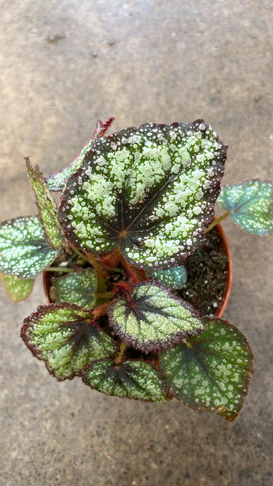 Bégonia Harmony's Royal Majesty