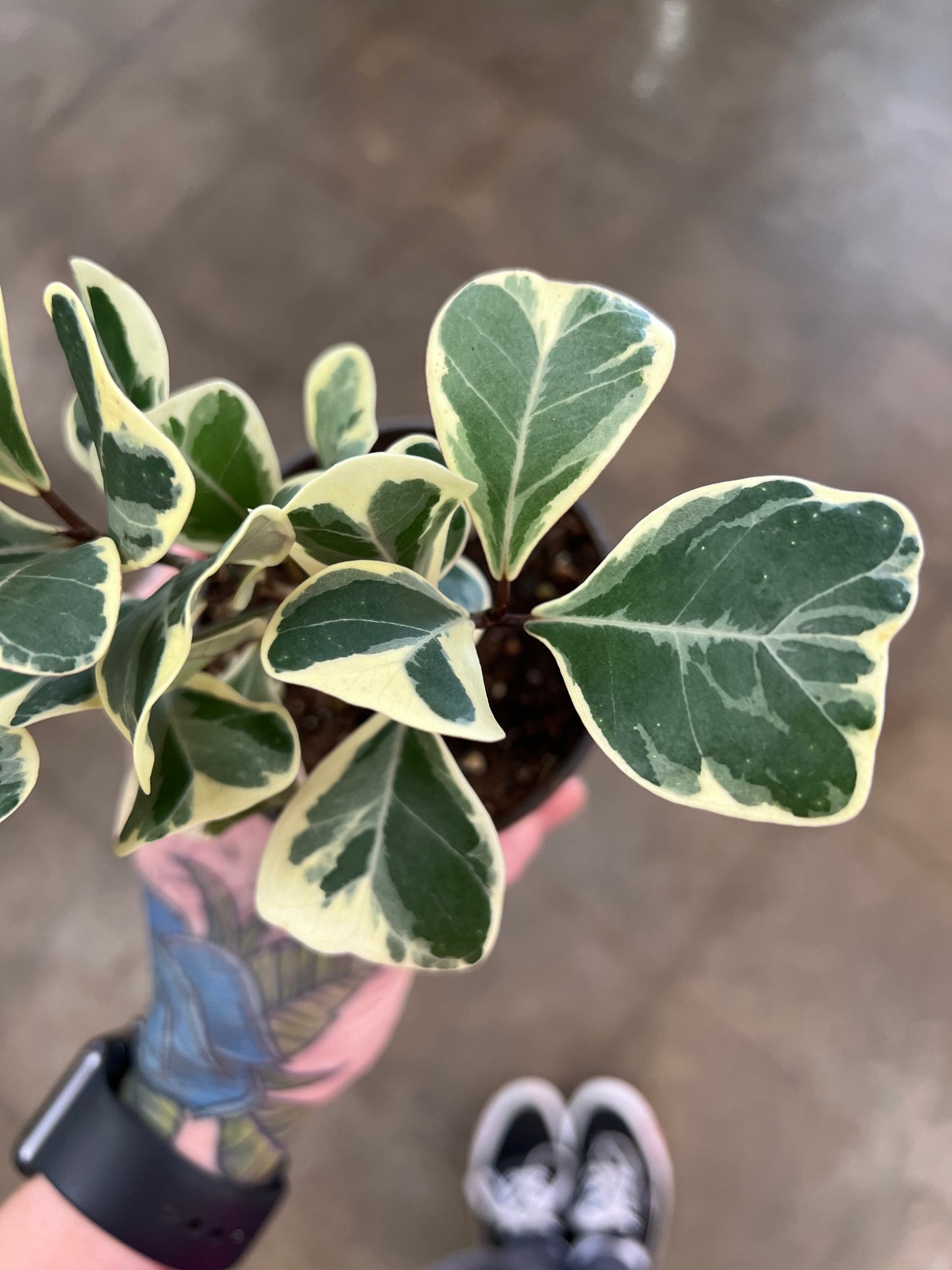 Ficus Triangularis