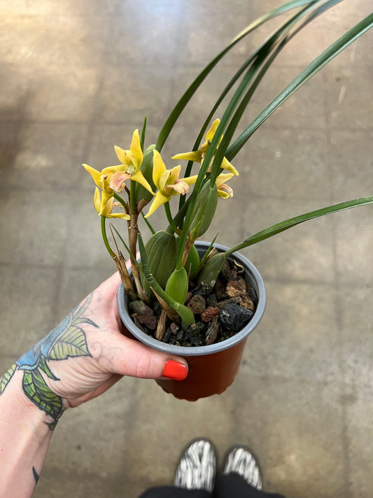 Orchidée Maxillaria/ Coconut Orchid