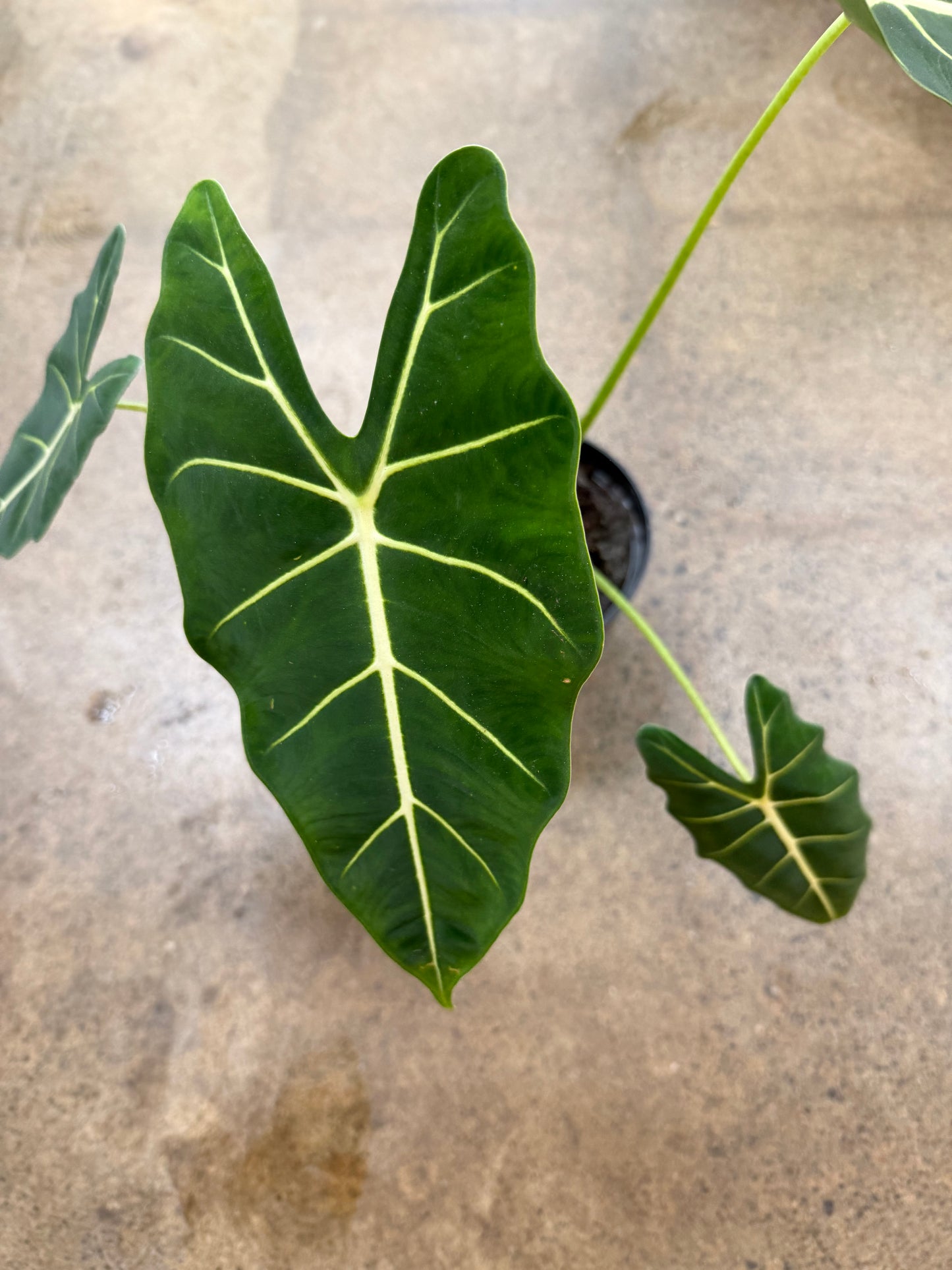 Alocasia Frydek