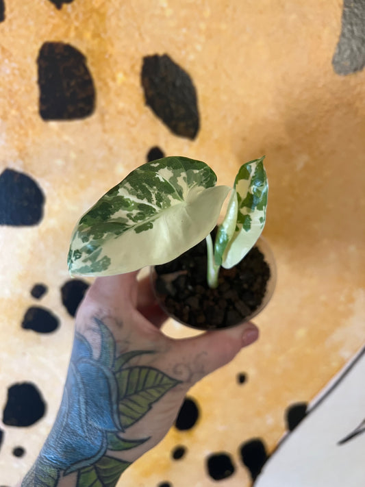 Alocasia Apaloosa Gold