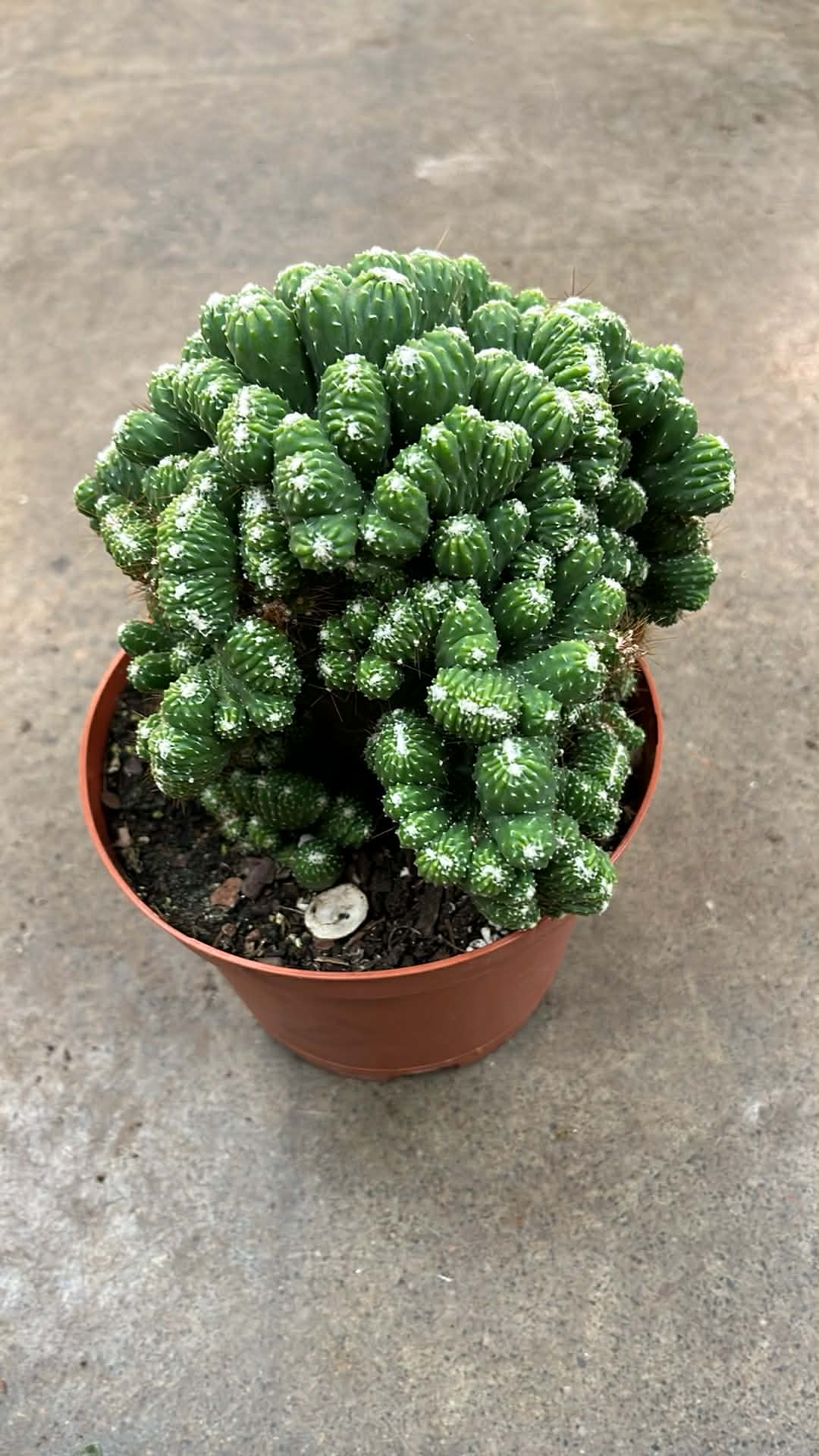 Cactus Crested Monstrose Spineless