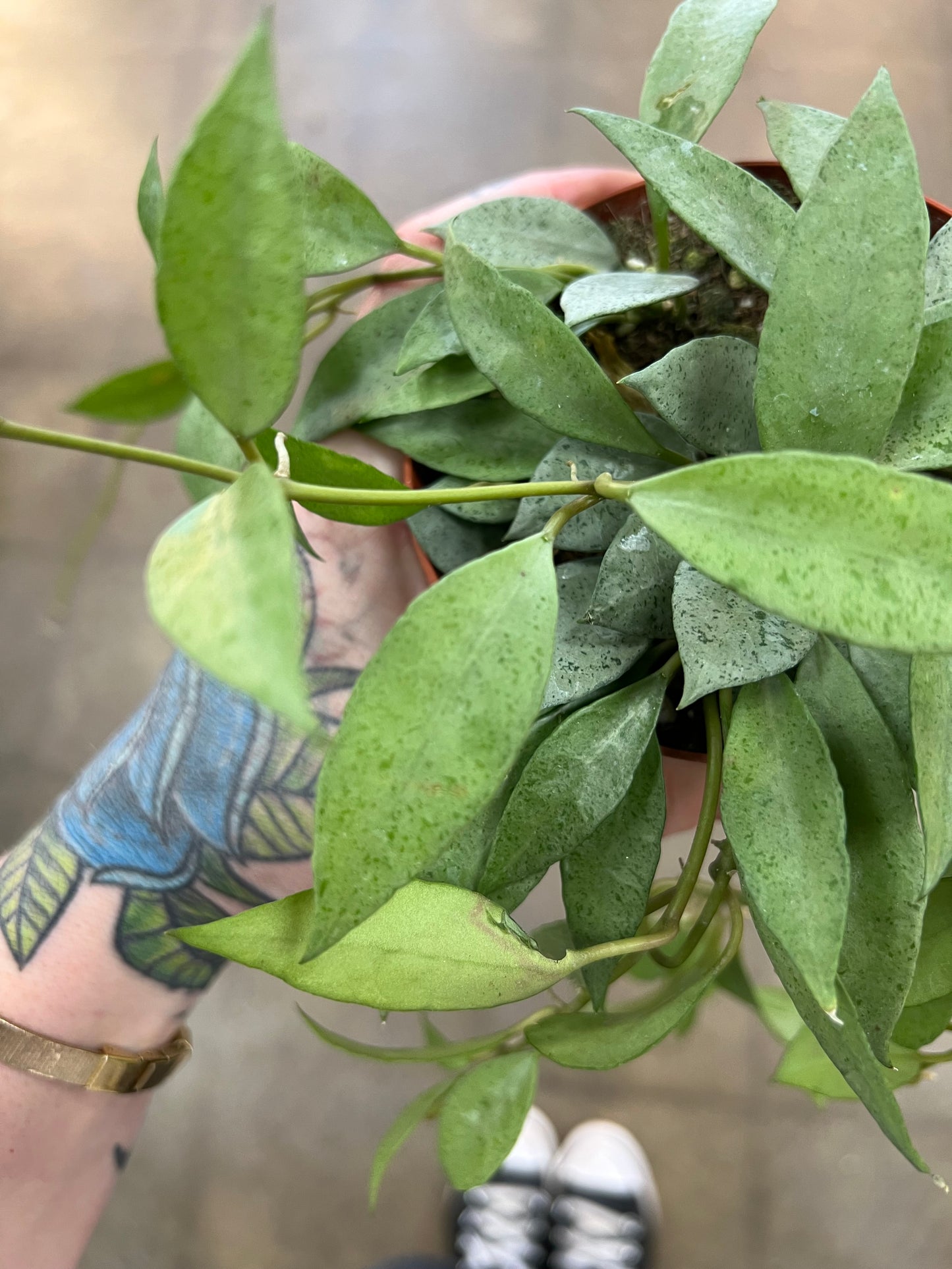 Hoya Lacunosa Mint