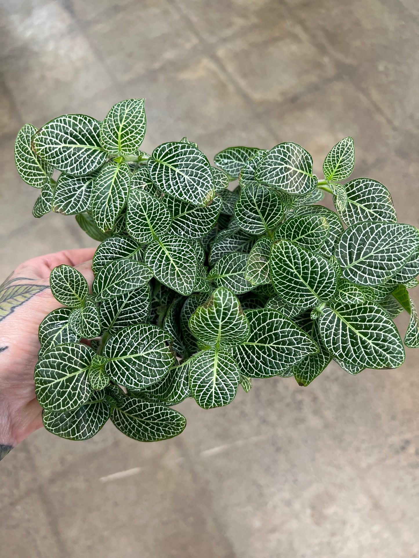 Fittonia Asst.