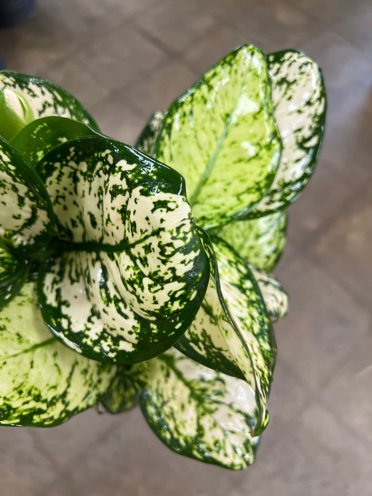 Aglaonema Pearl Variegated