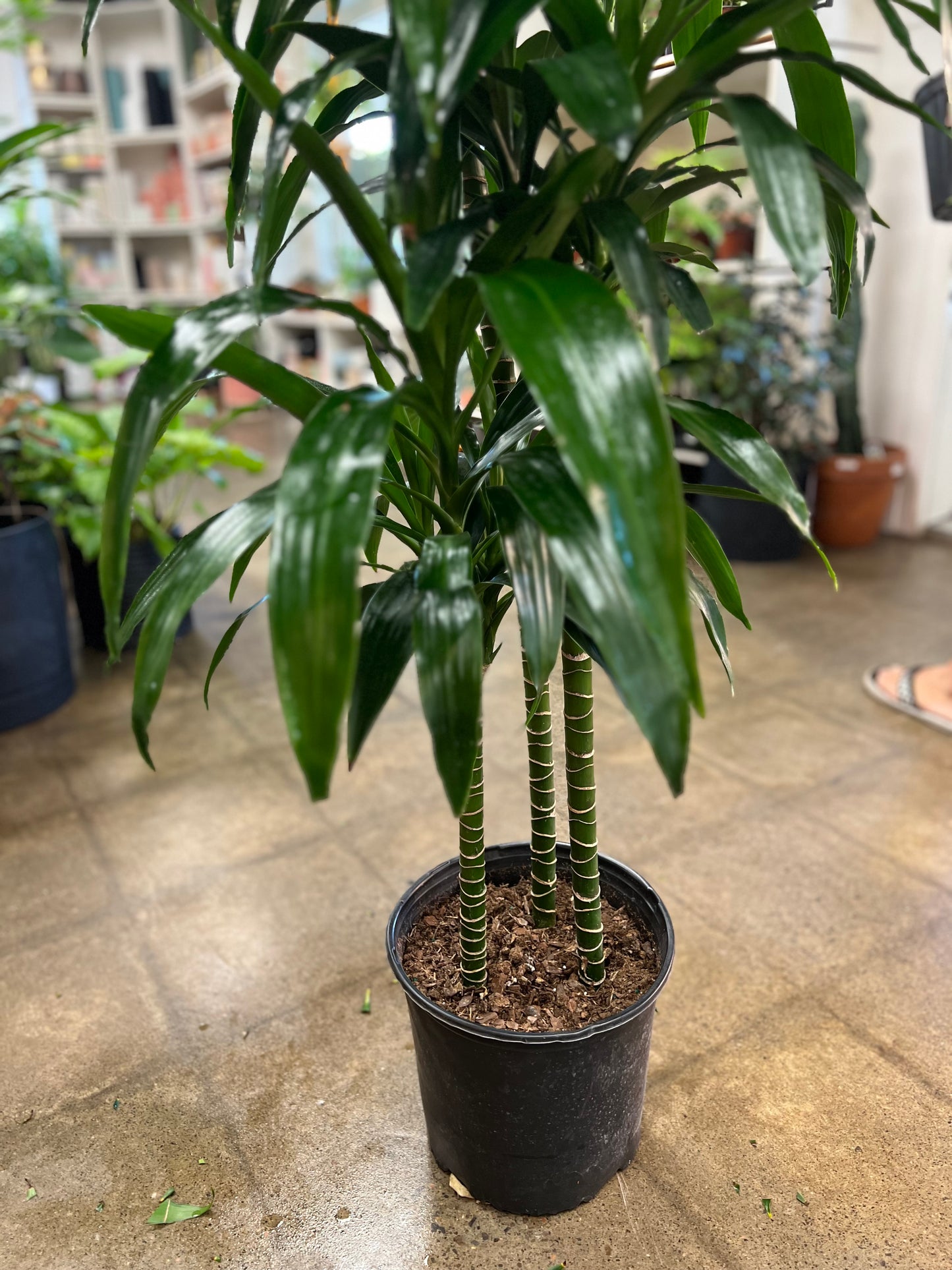 Dracaena Janet Craig Lisa Cane 3'2'1'