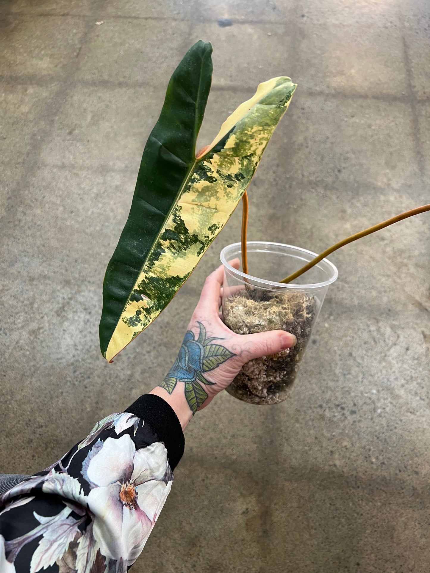 Philodendron Billietiae Variegata