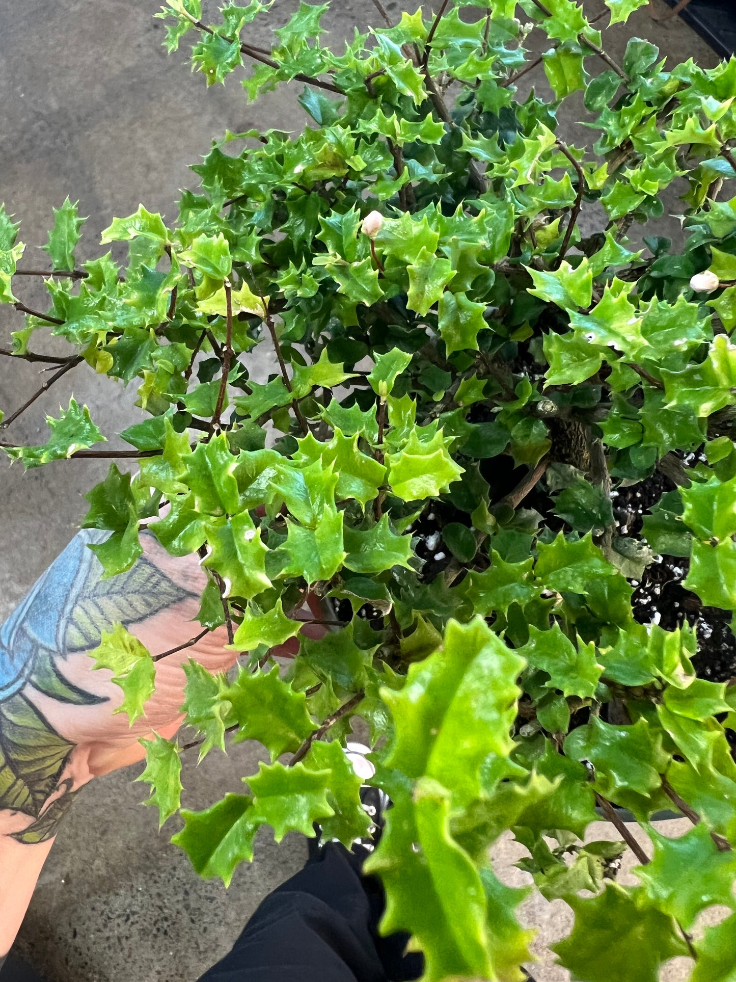 Bonsai Malpighia Coccigera