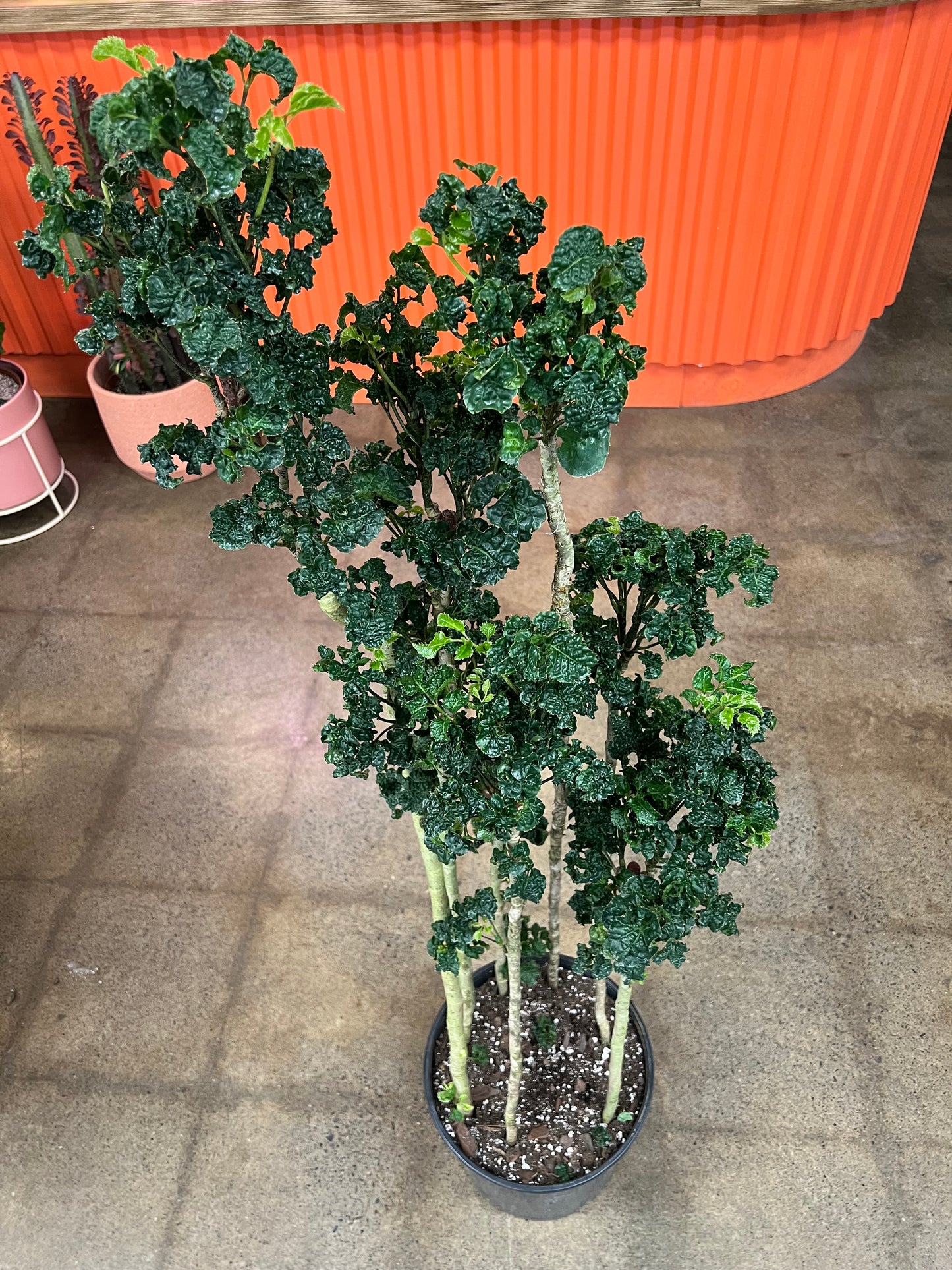 Aralia Polyscias Guilfoylei Black – jungleroseinc