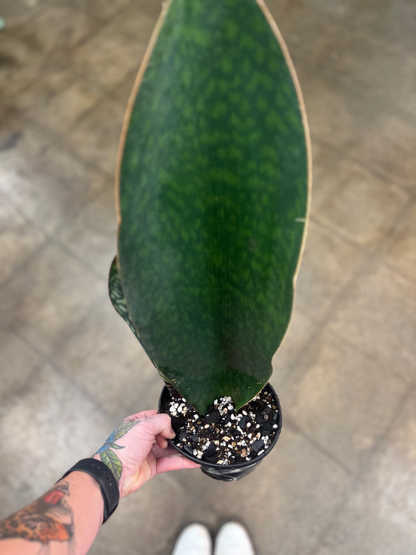 Sansevieria Whale Fin