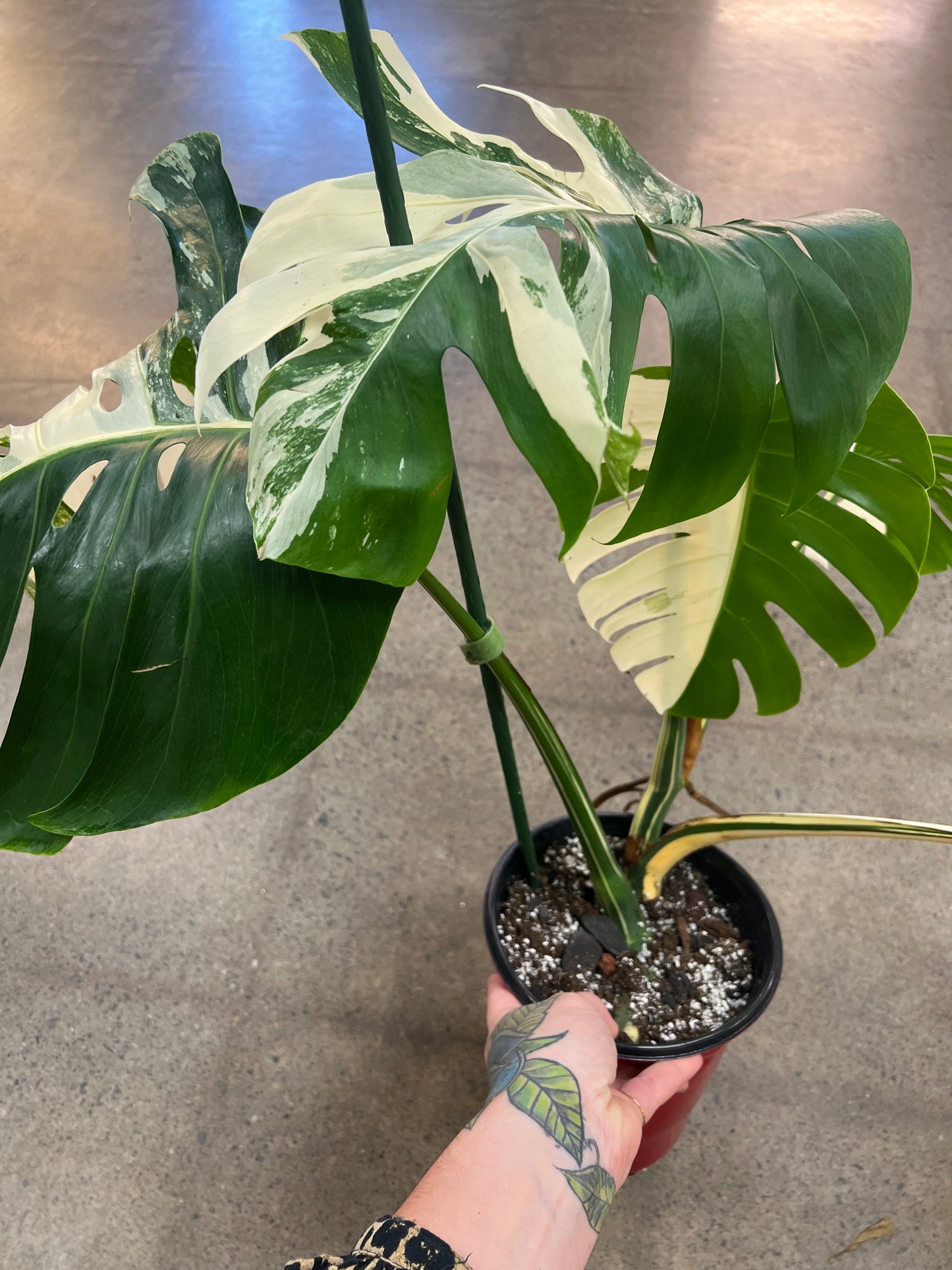 Monstera Albo #22