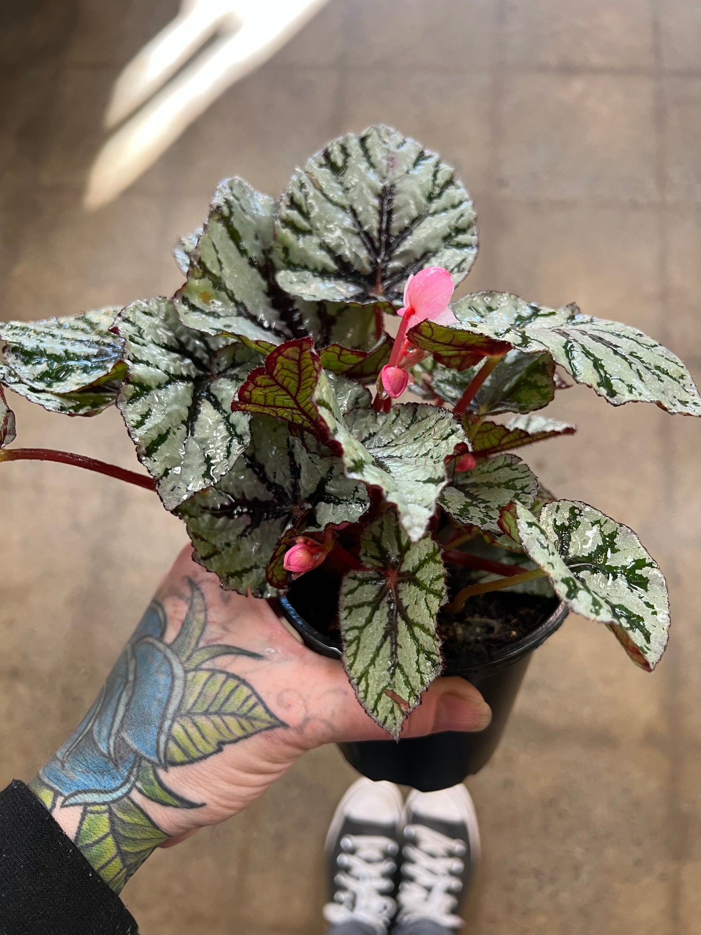 Begonia Foliage Rex