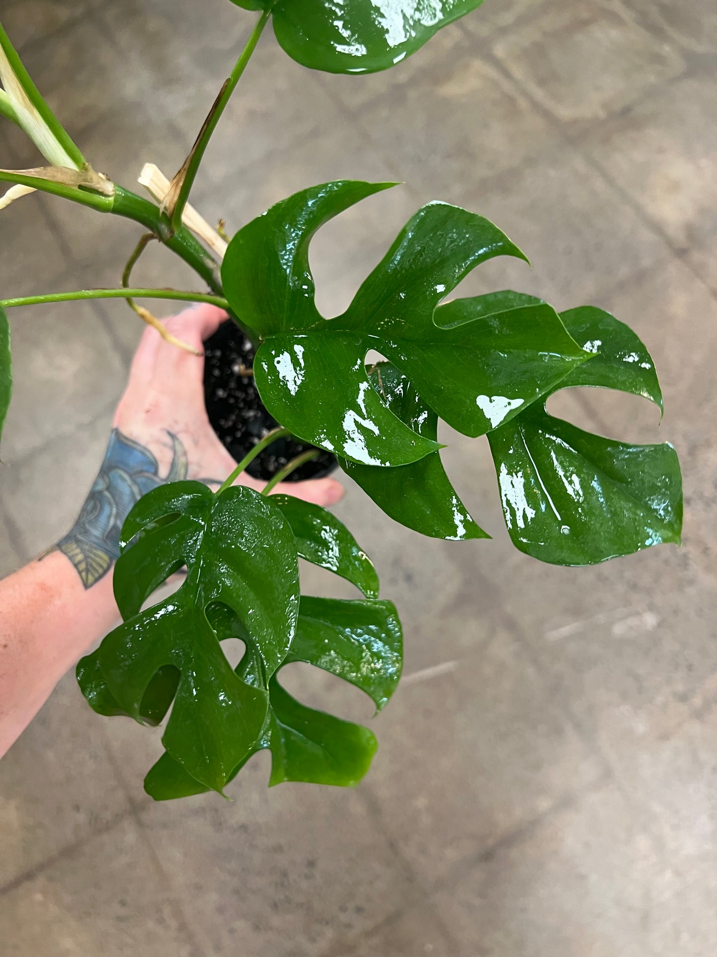 Philodendron Minima Split Leaf